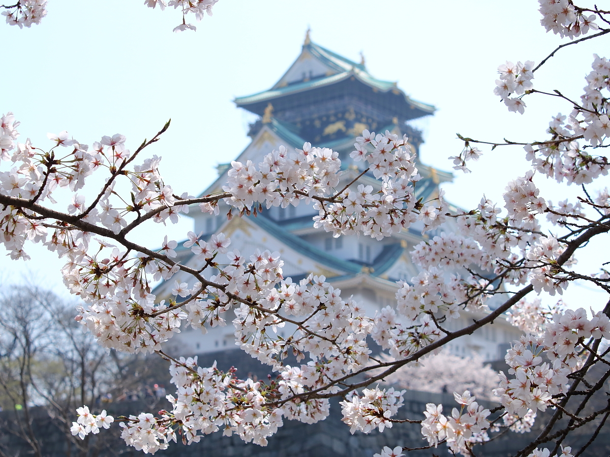 桜 満開