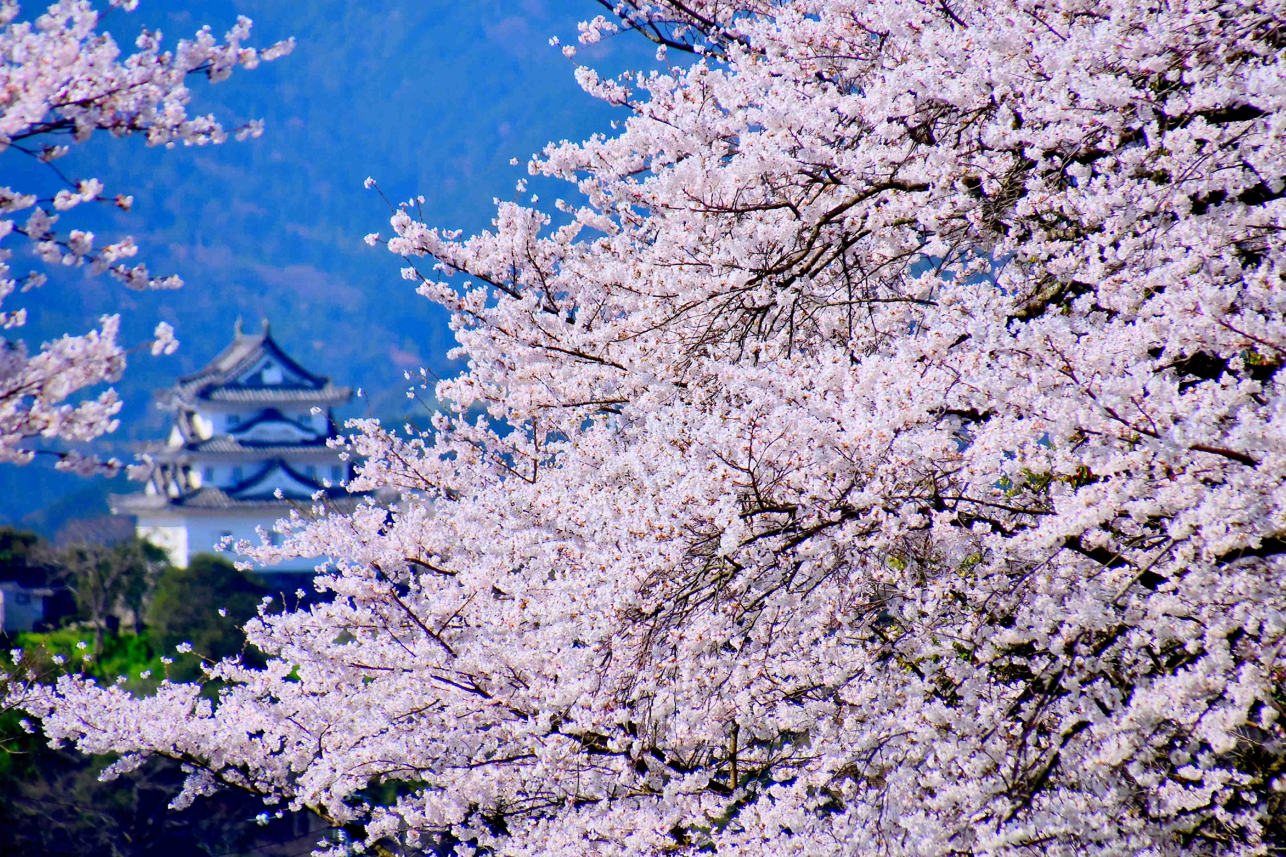 城下町の春