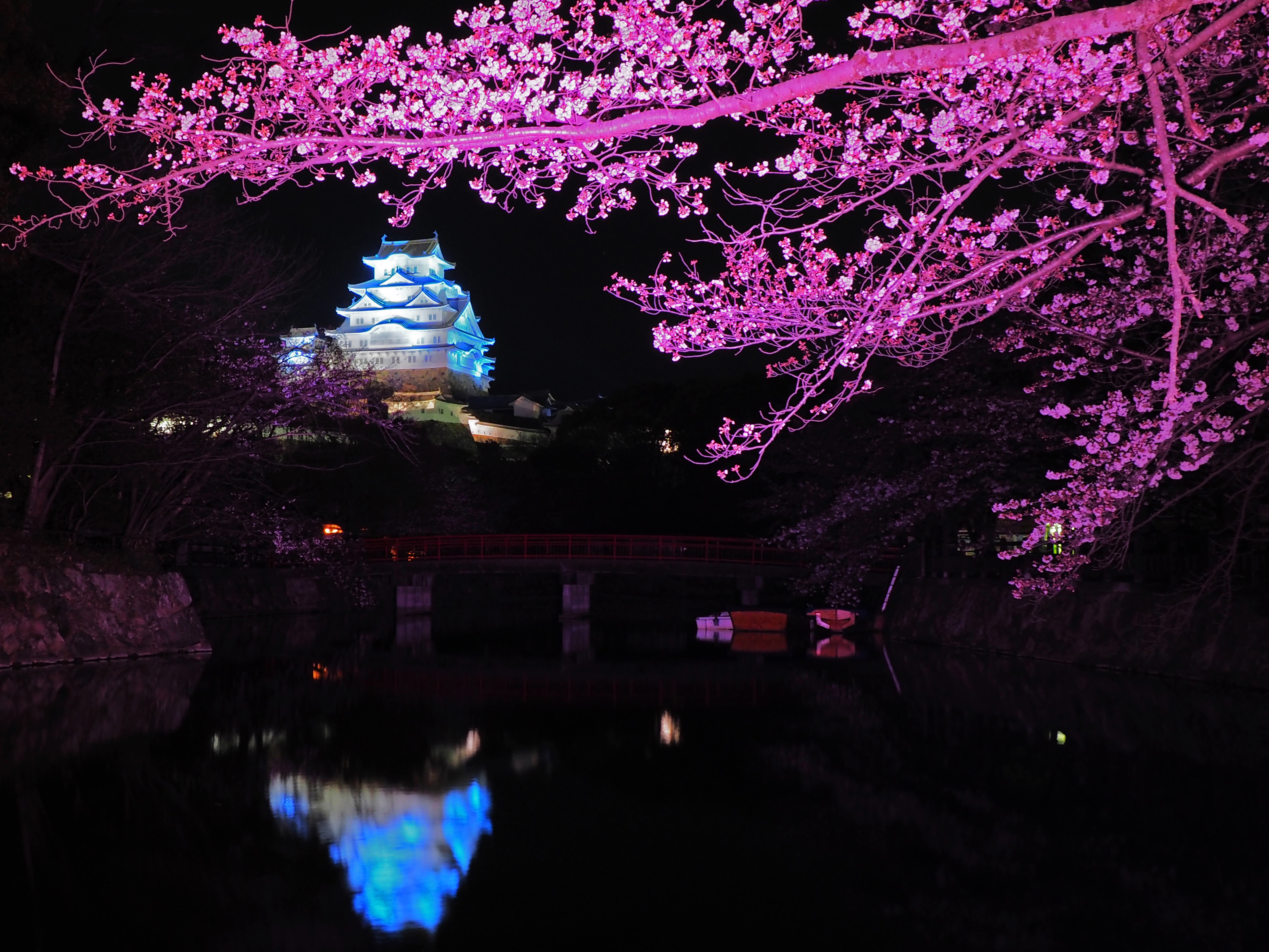 ブルーライトアップ姫路城と桜