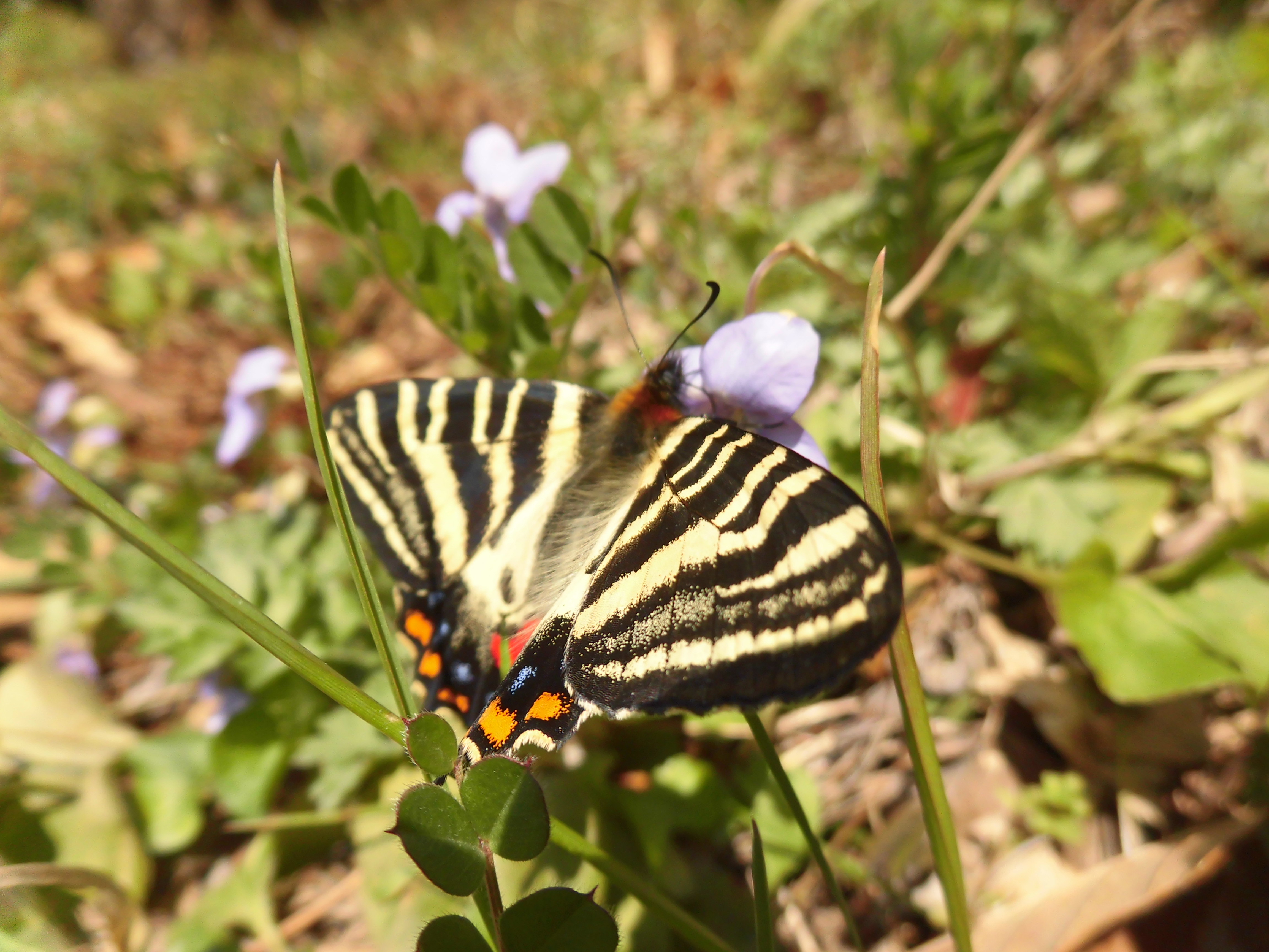 ホバリング ギフチョウ 花に蝶