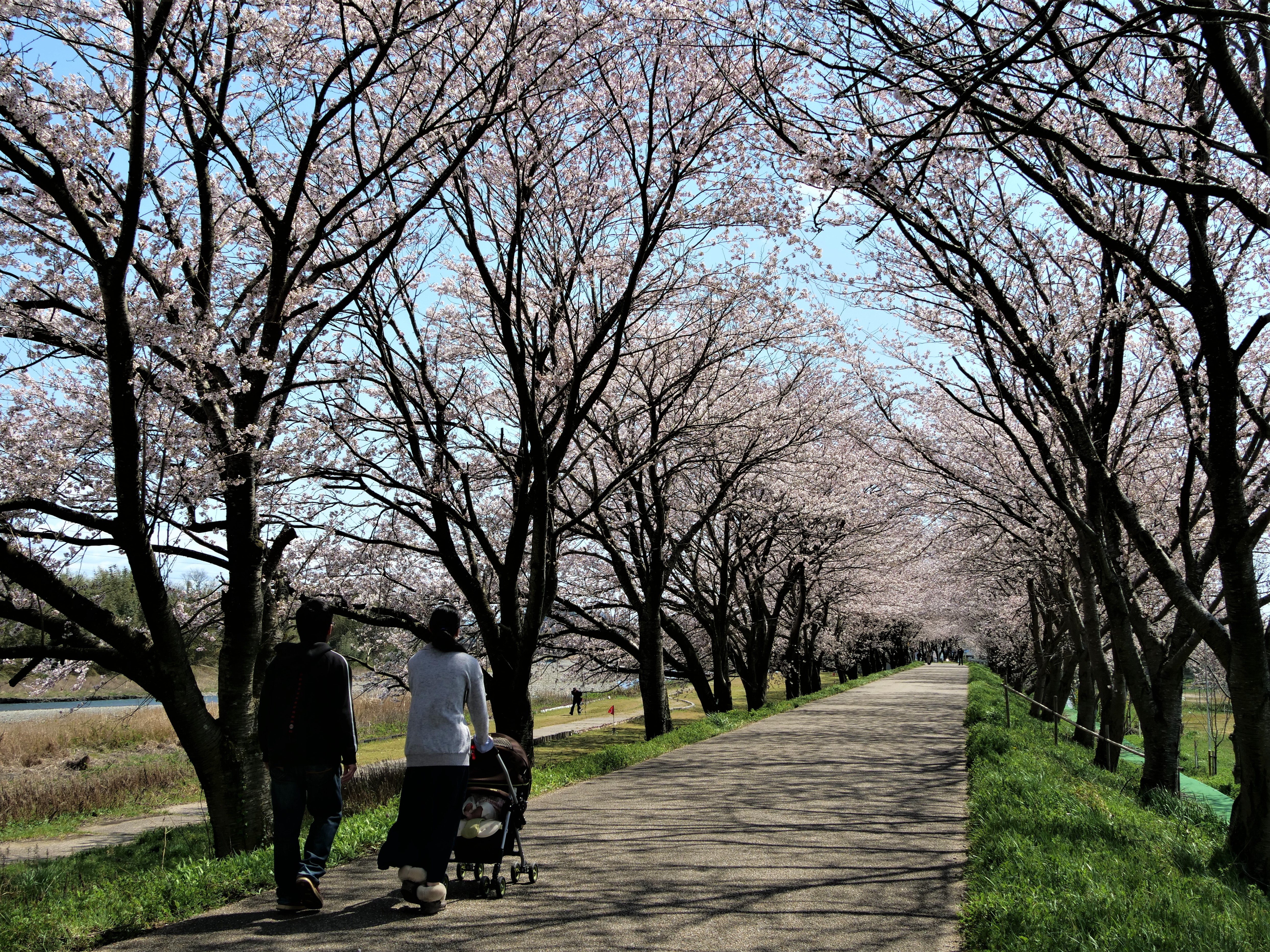 春爛漫 家族の時間