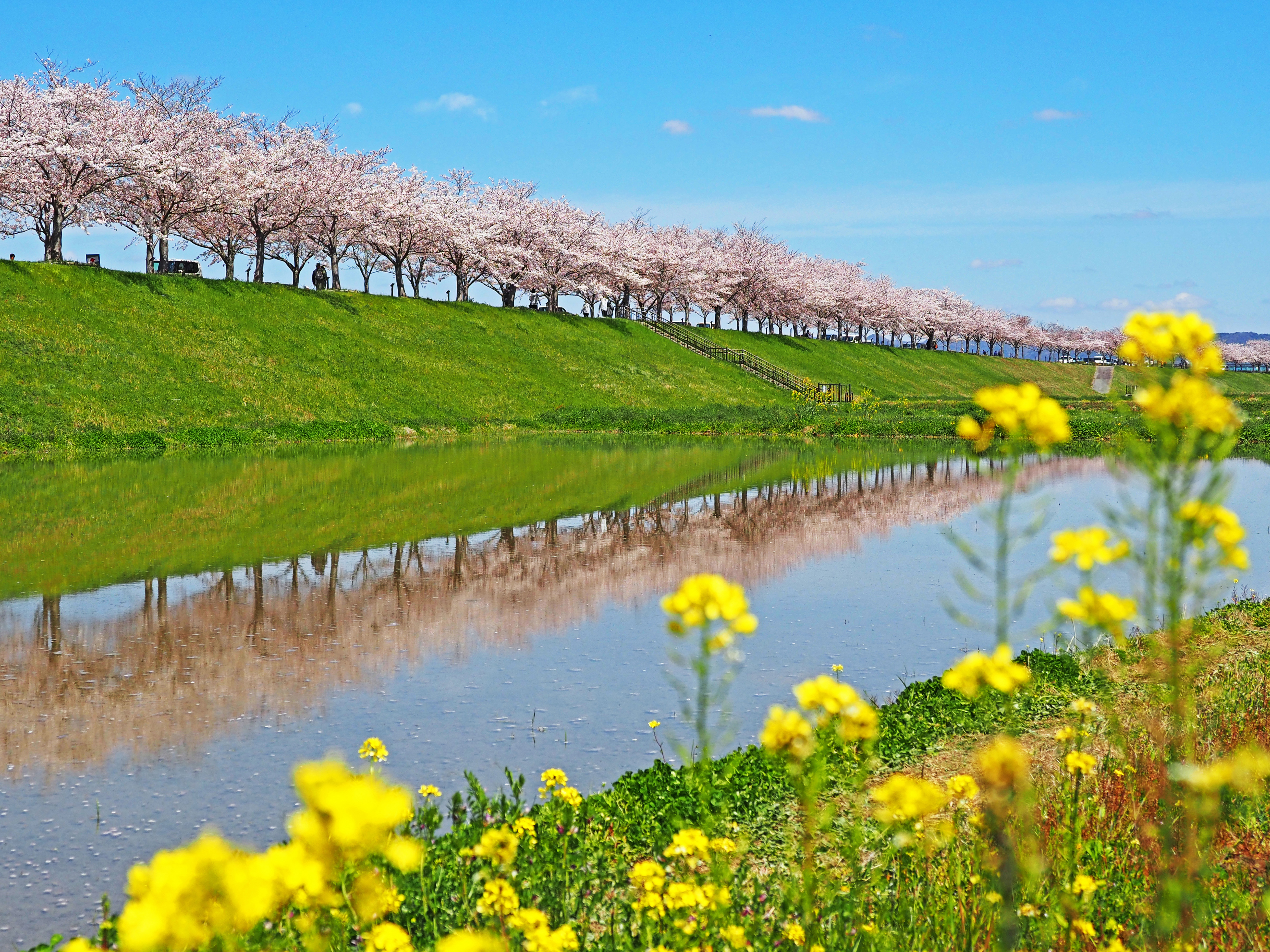 逆さ桜