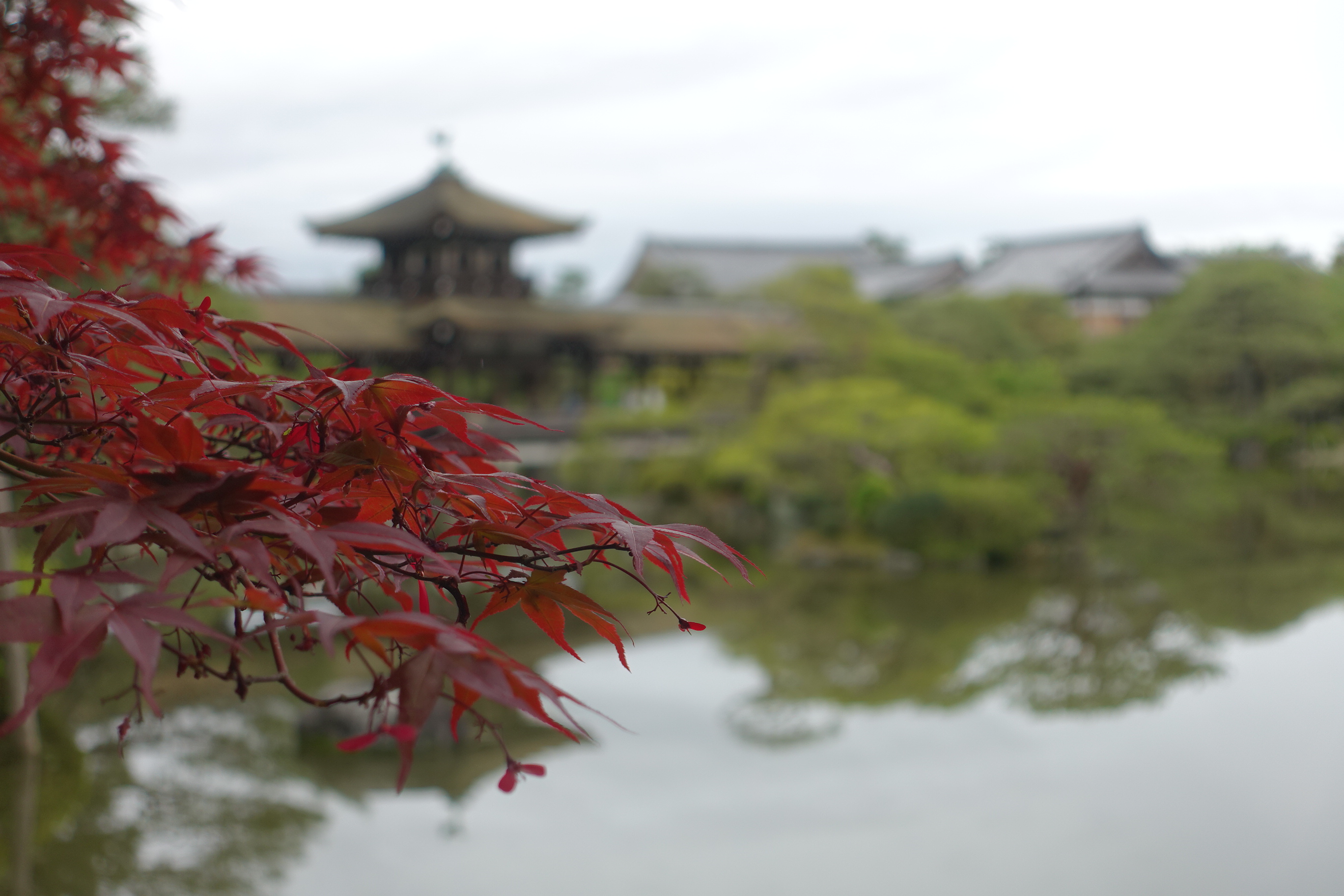 5月だけど紅葉!