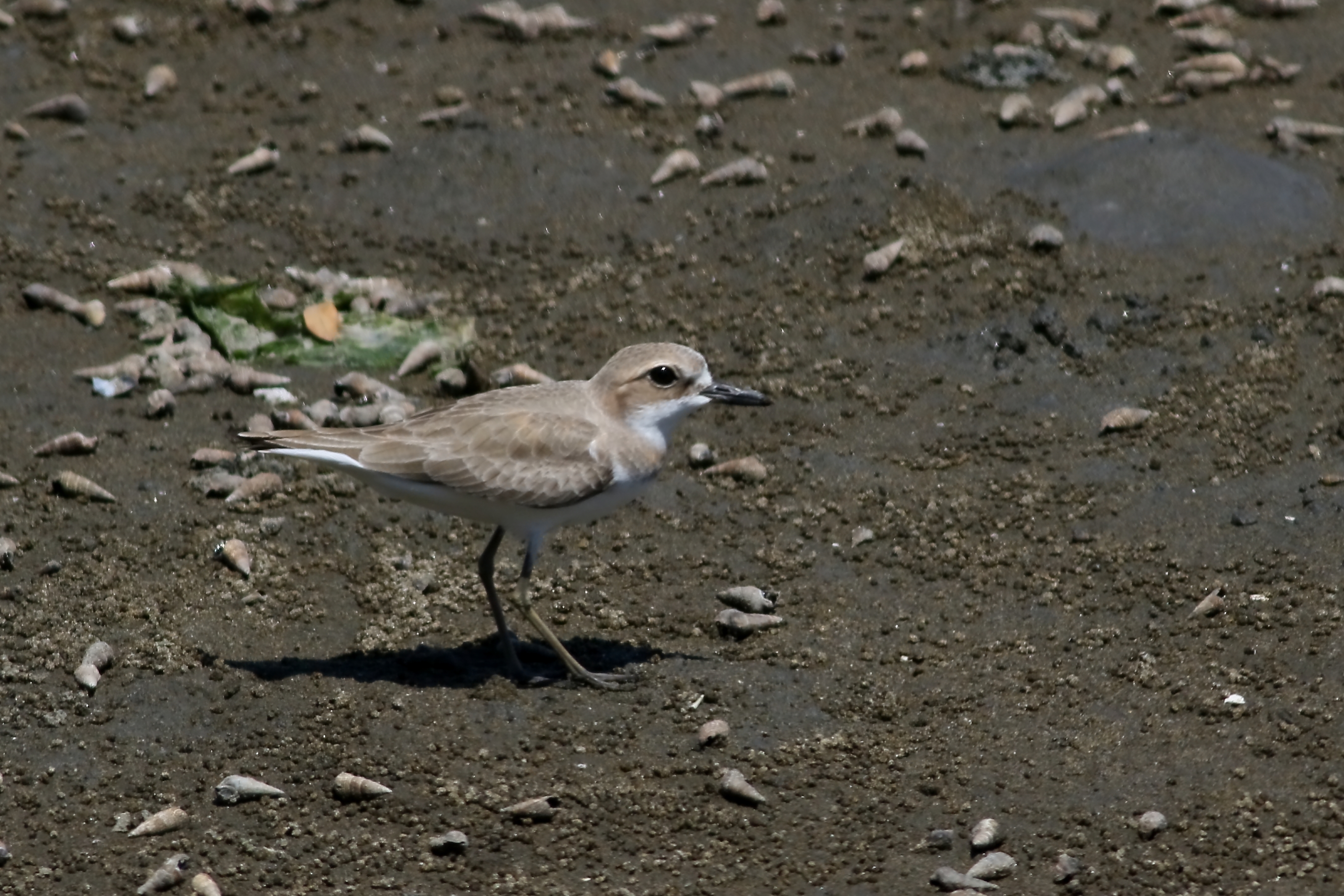 珍鳥オオメダイチドリ