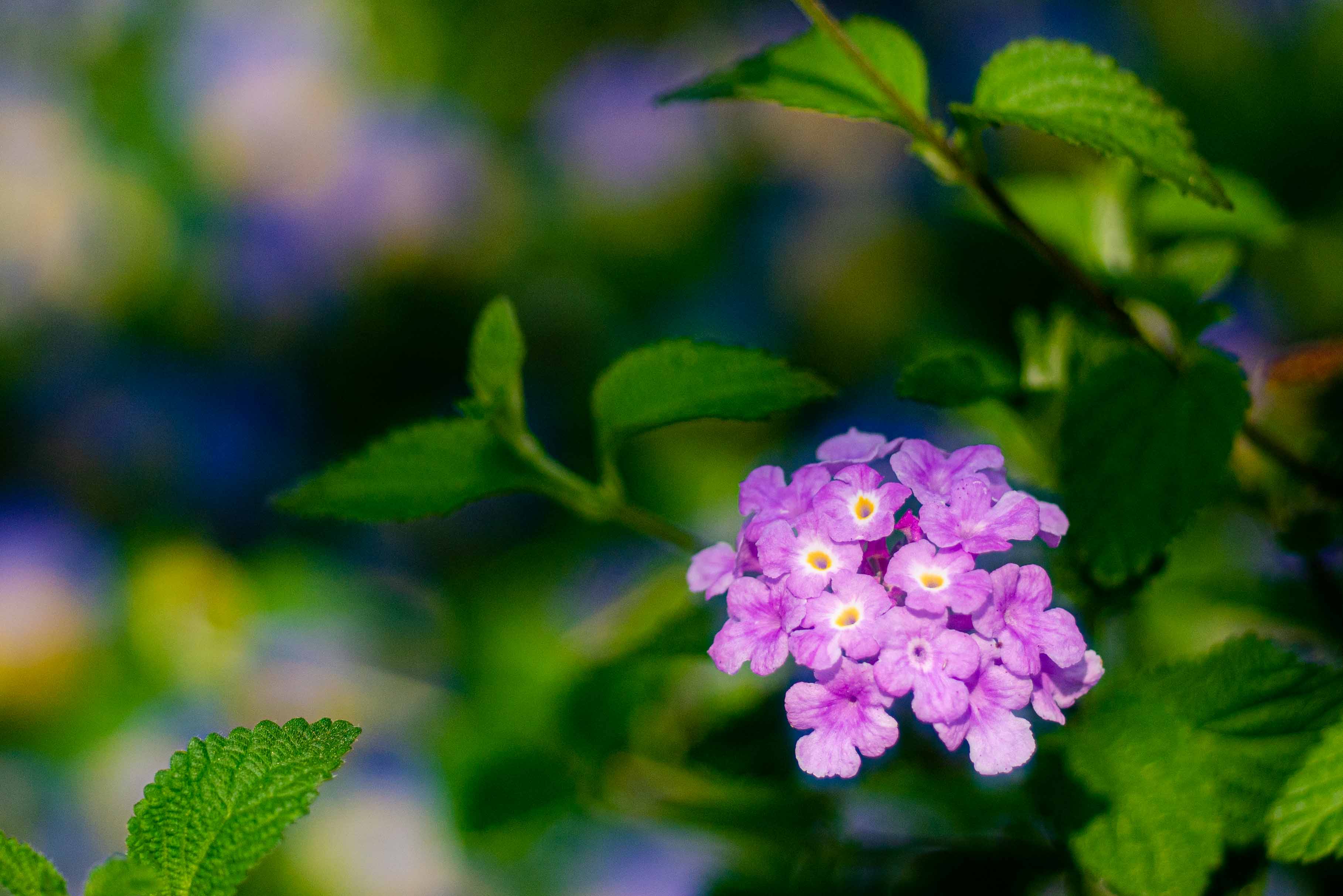 路傍の花