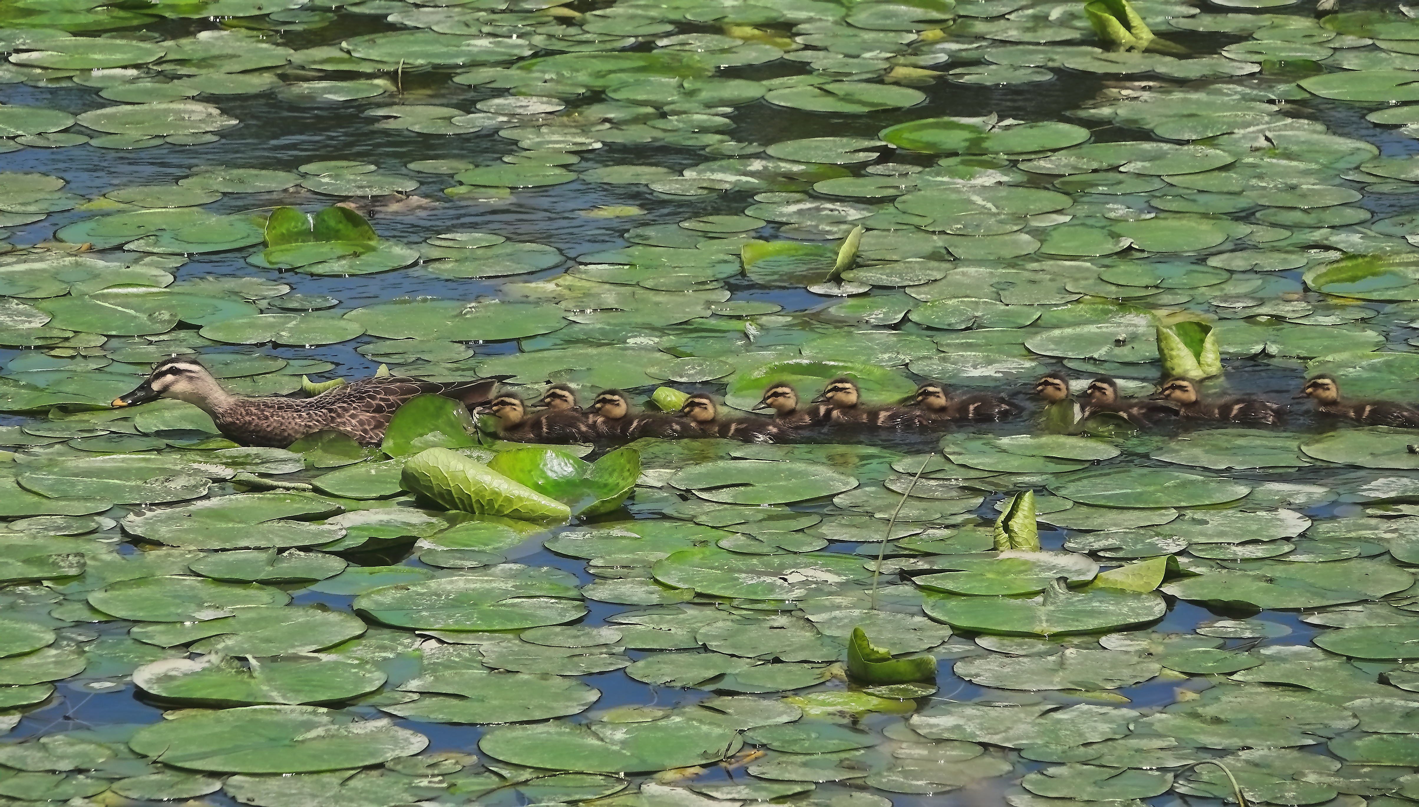 整列!子宝に恵まれて