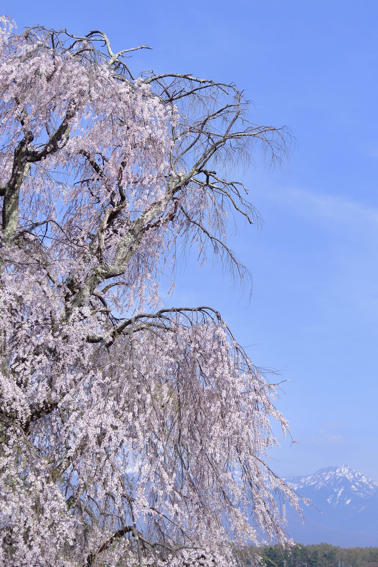桜と山