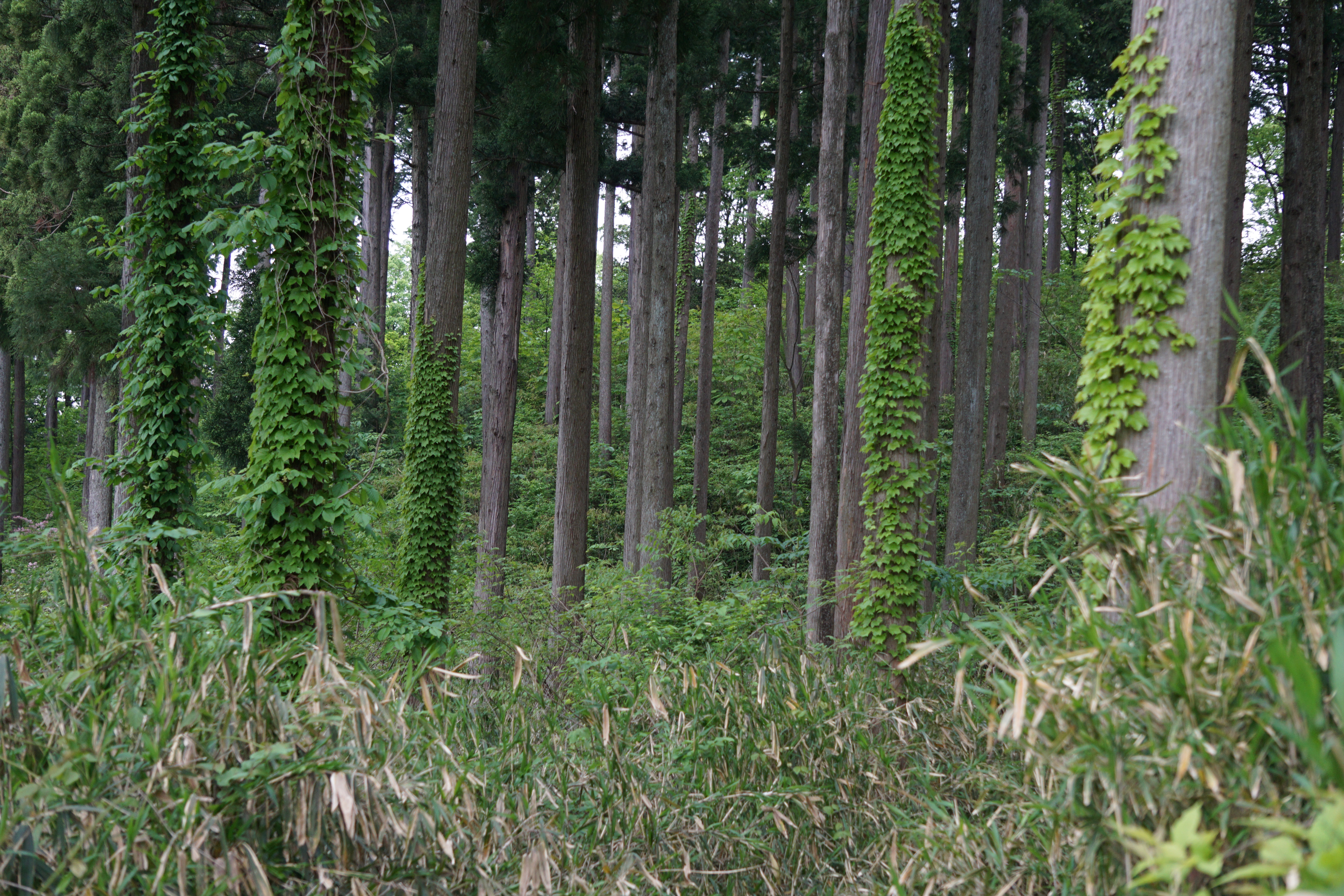 迷路