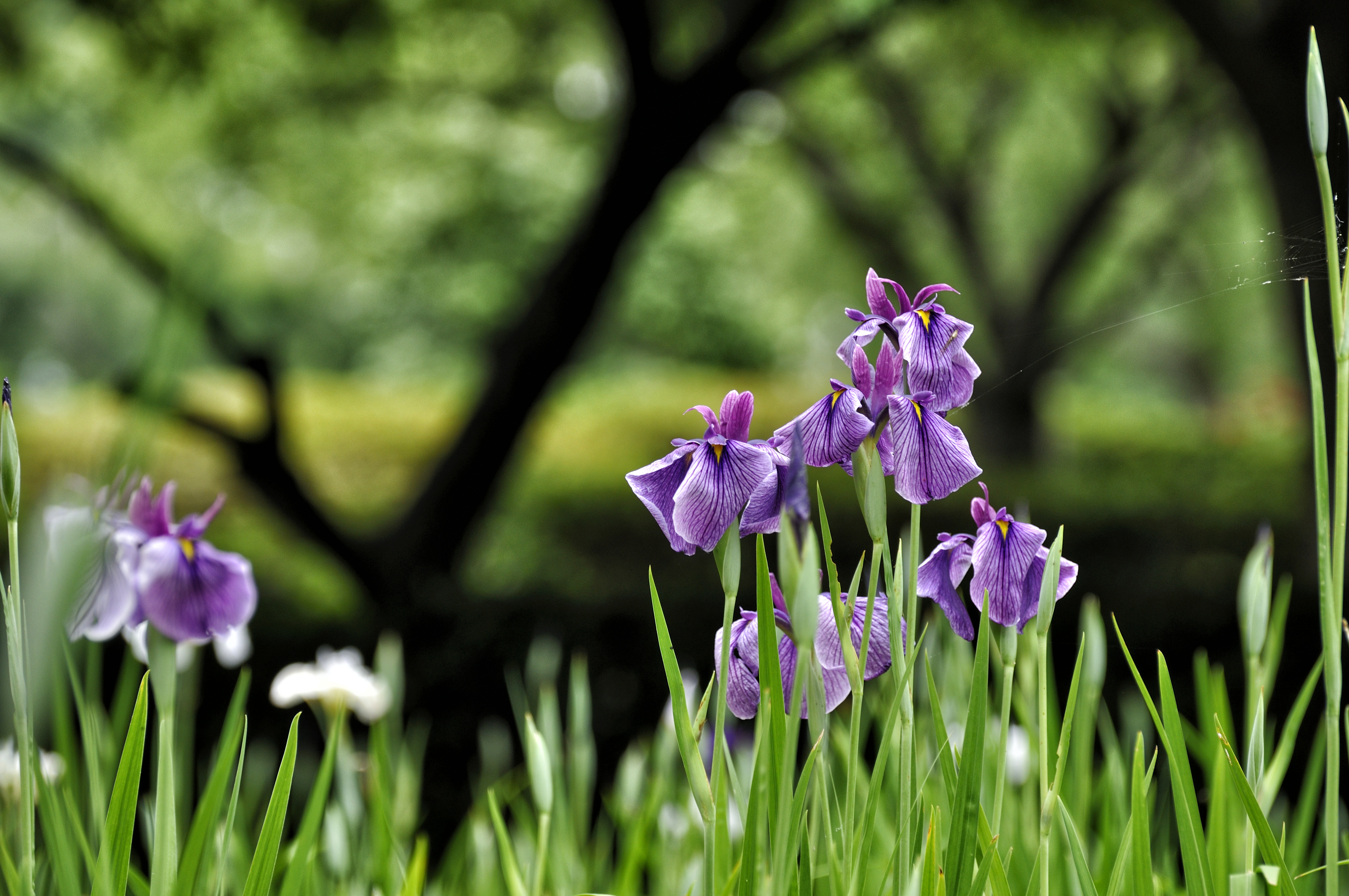迷いの森の花菖蒲。