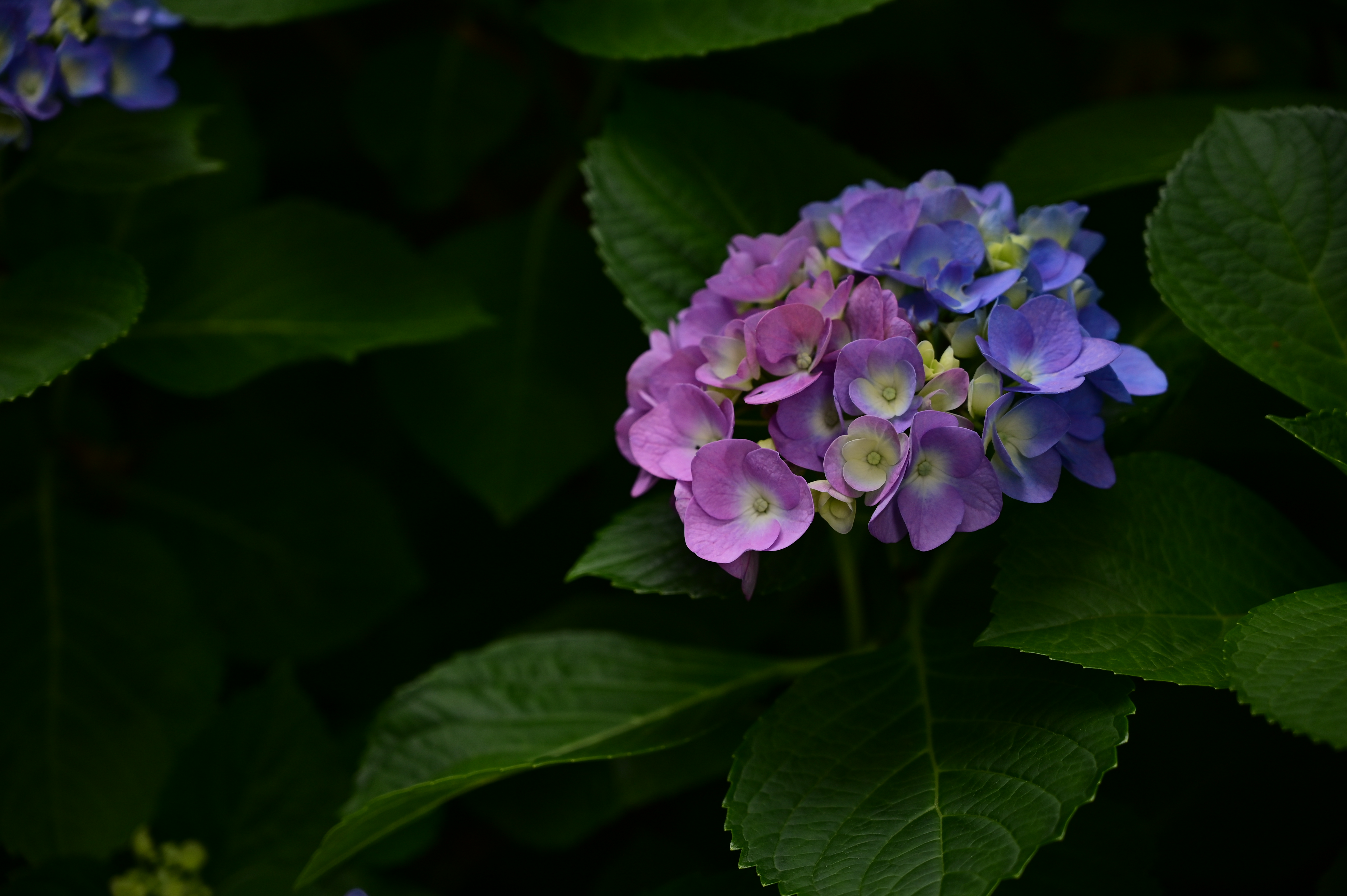 我が家に咲いた紫陽花-1