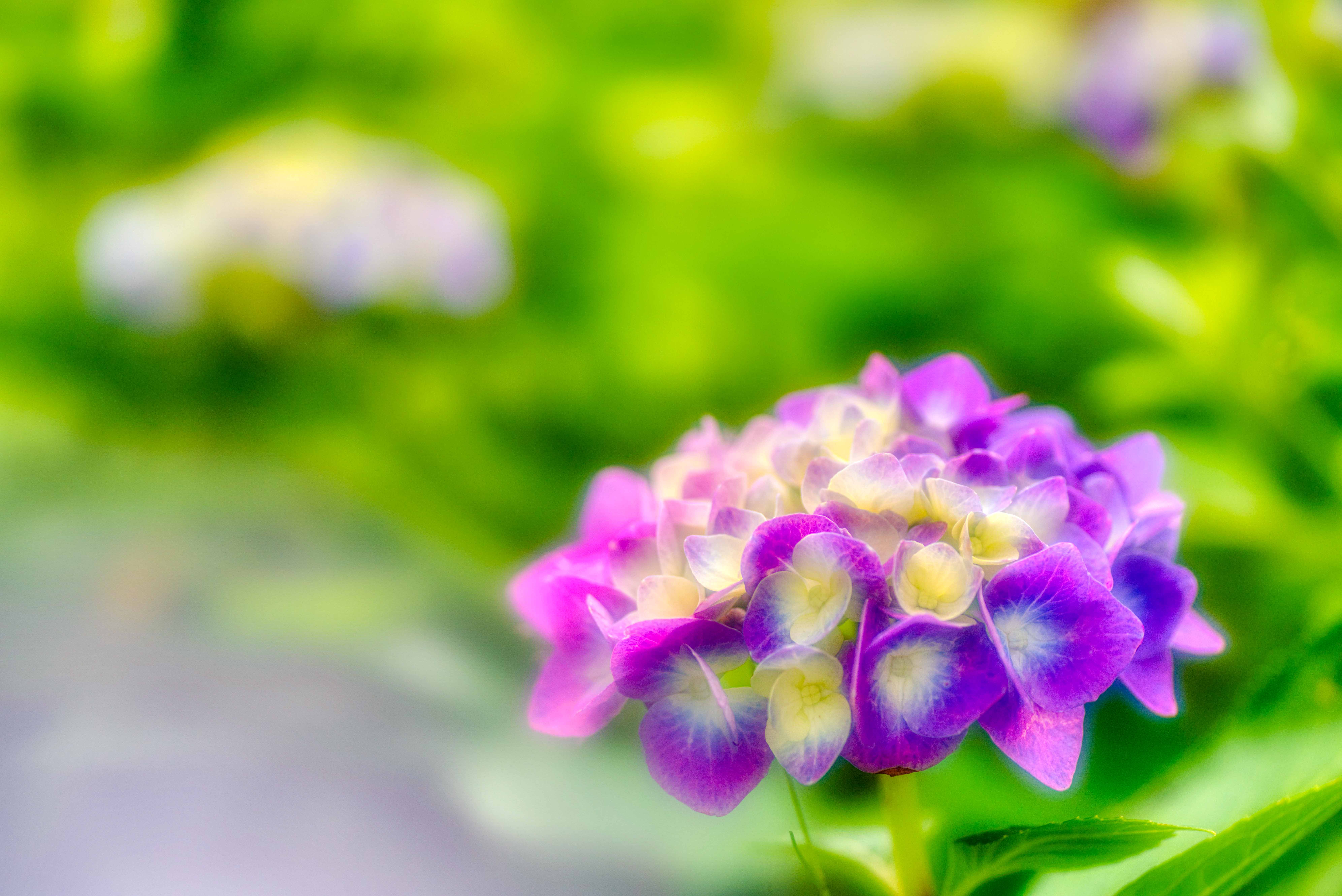 路傍の花