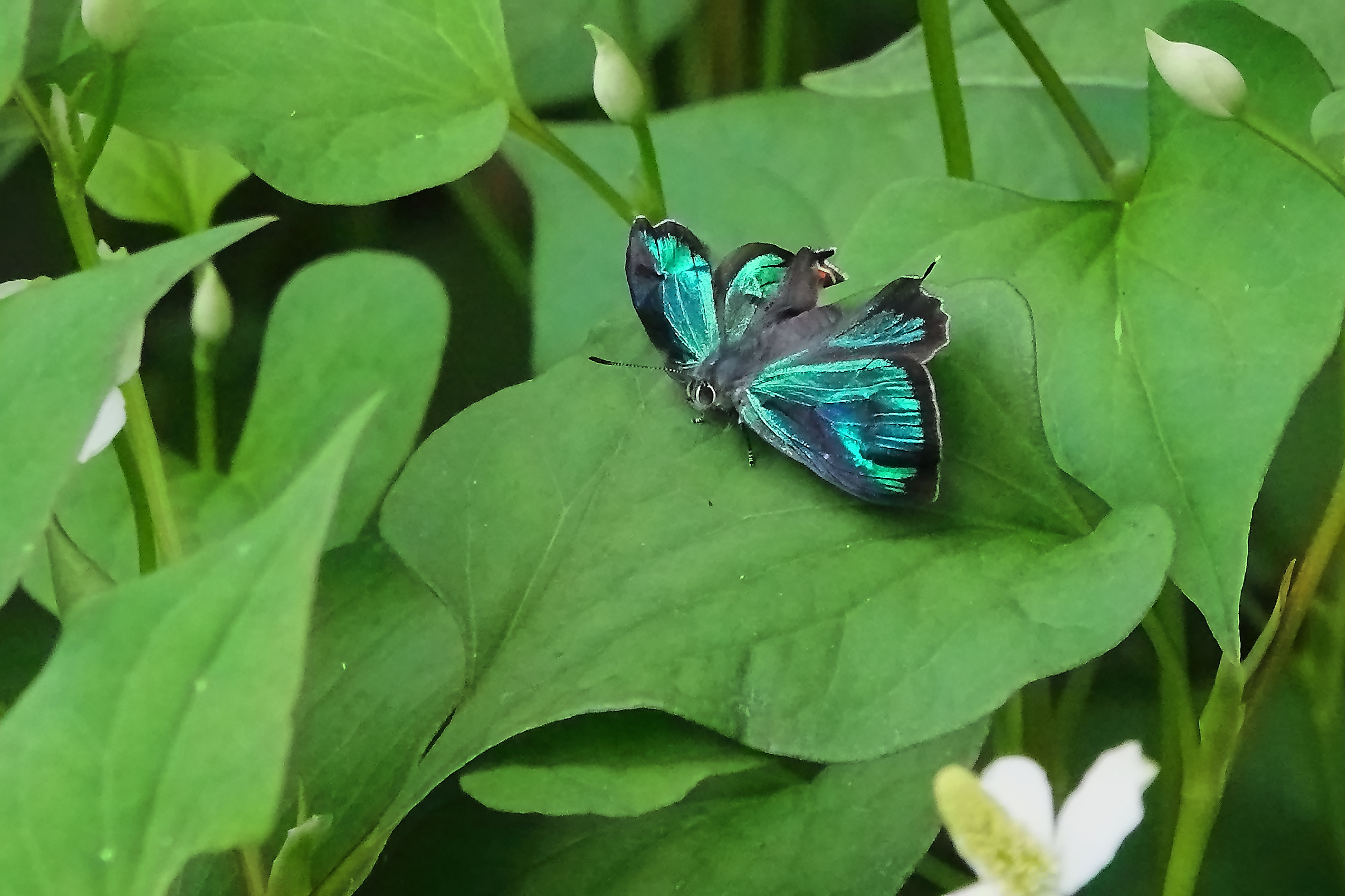羽化後?翅の捩れた雄