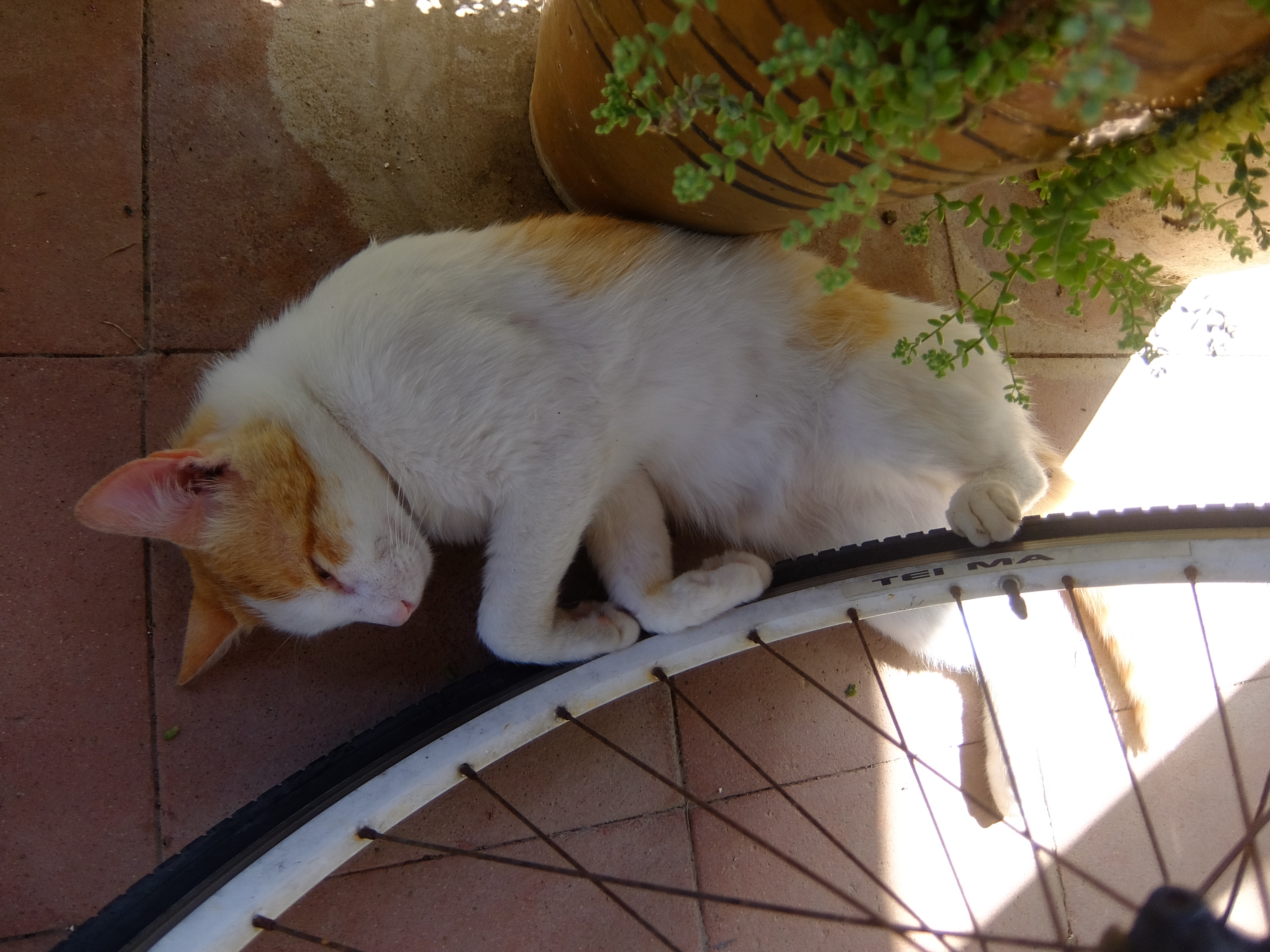 ことしは猛暑かなあ?