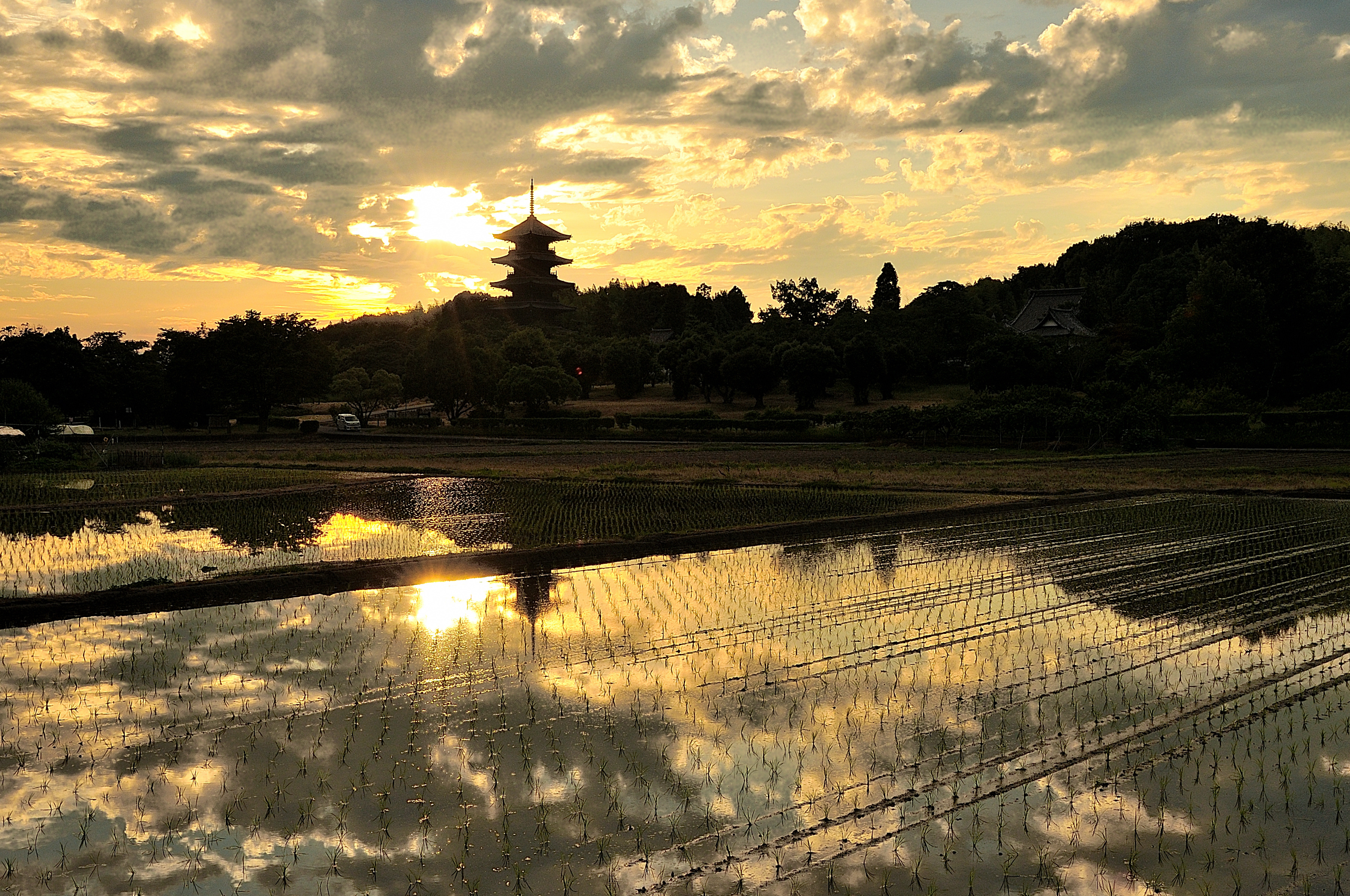 田を染める夕日