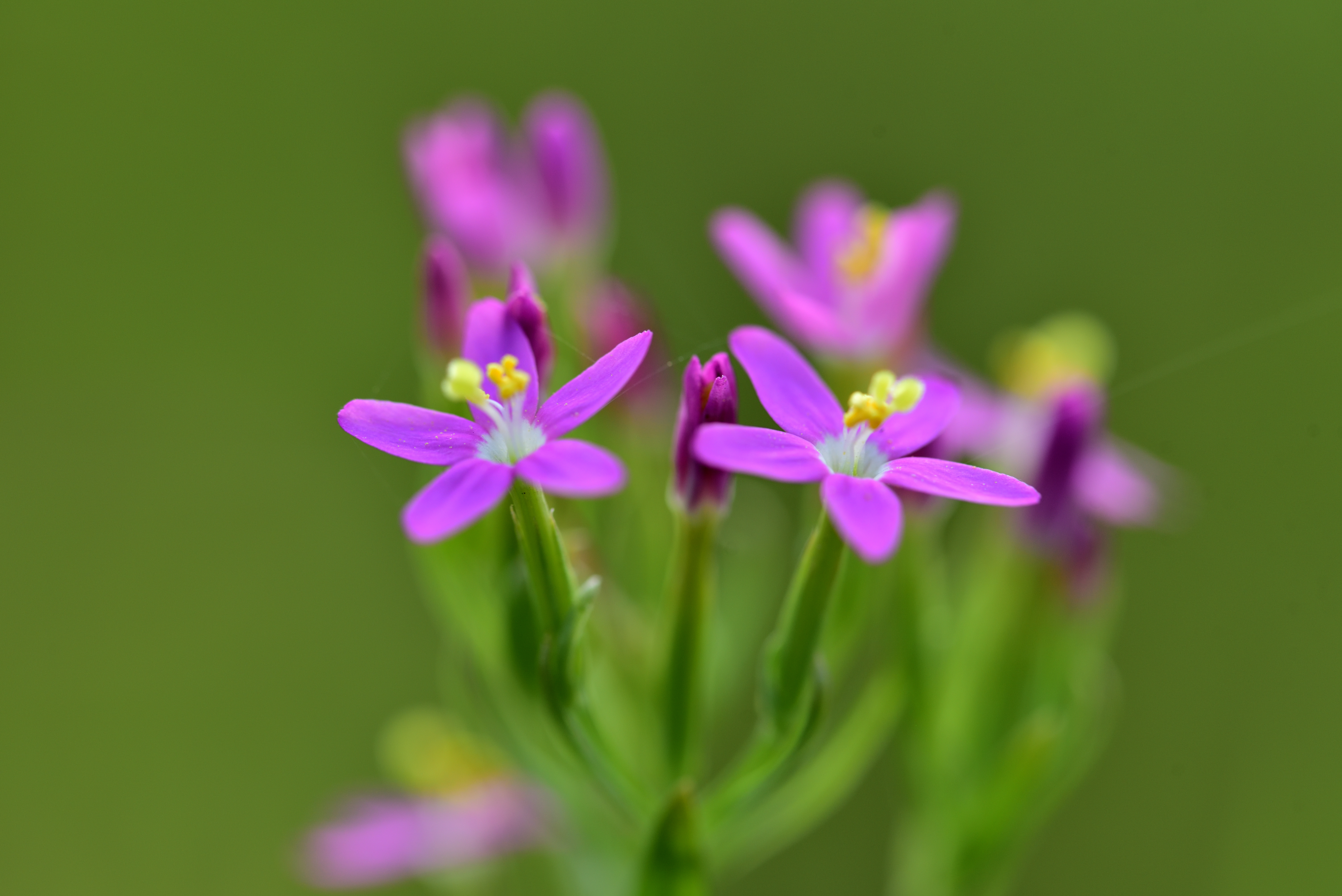 愛をこめて花束を