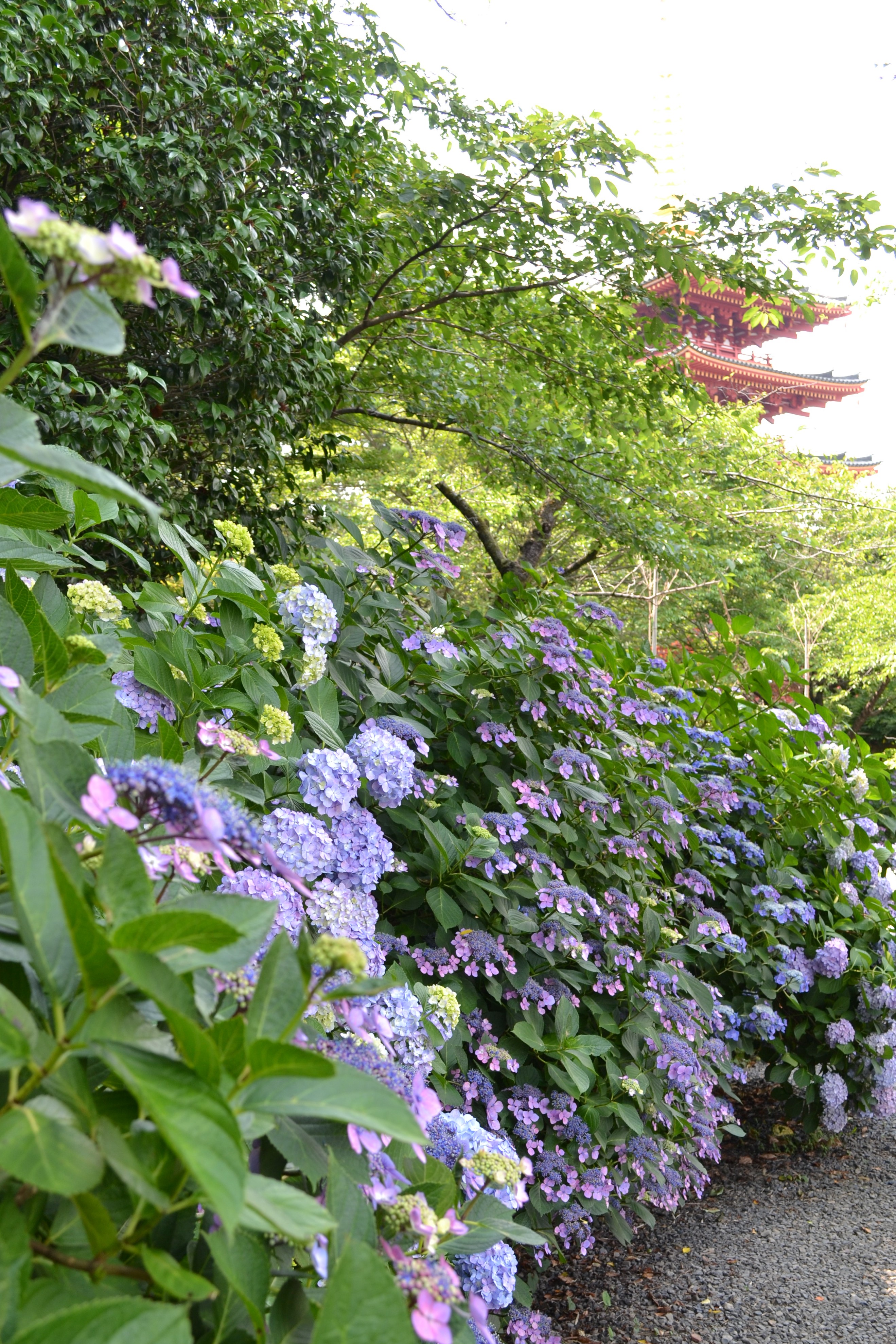 紫陽花の小道から眺めた五重塔