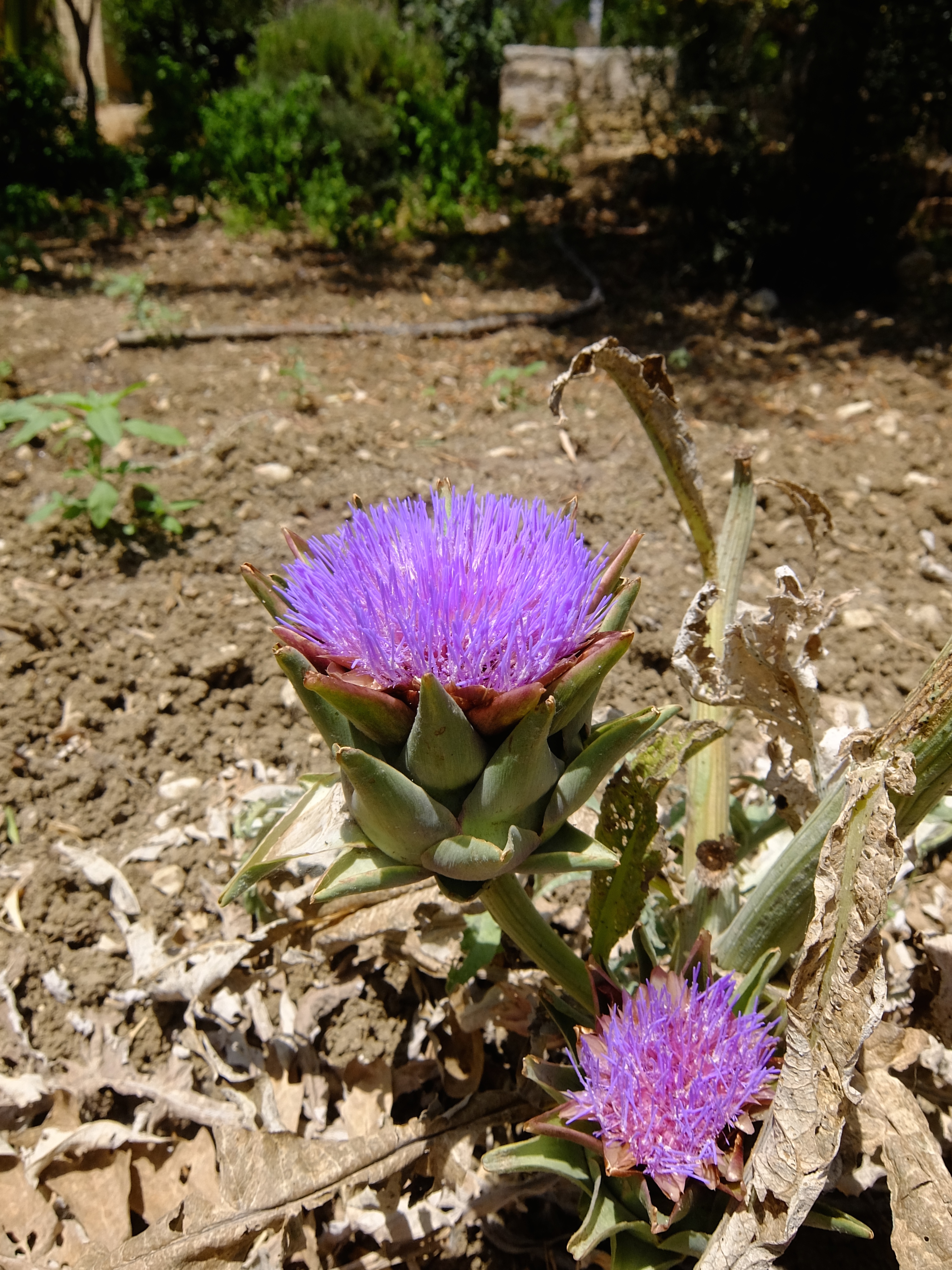 アーティチョークの花(その1)