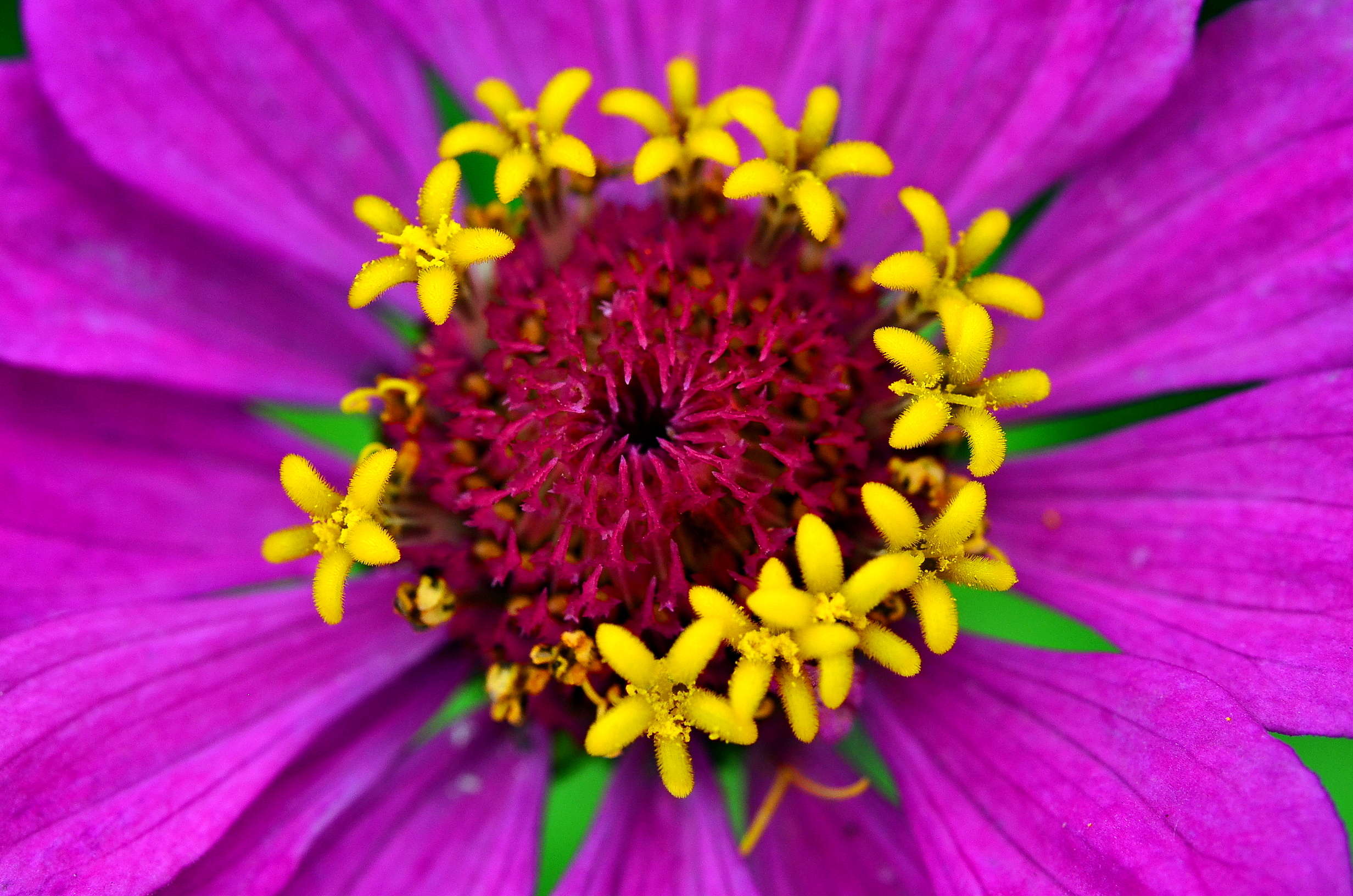 flowers in flower