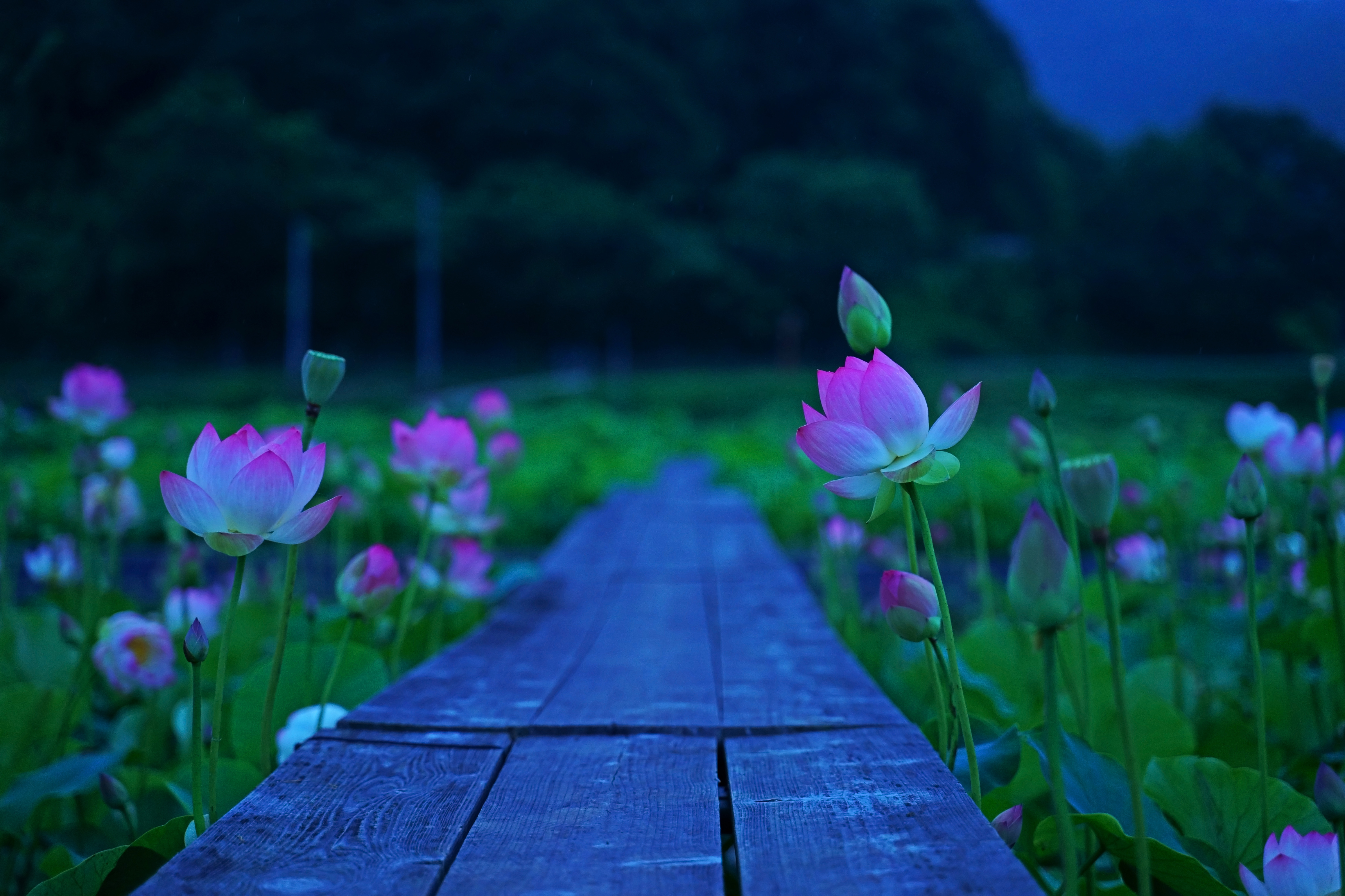 蓮の花
