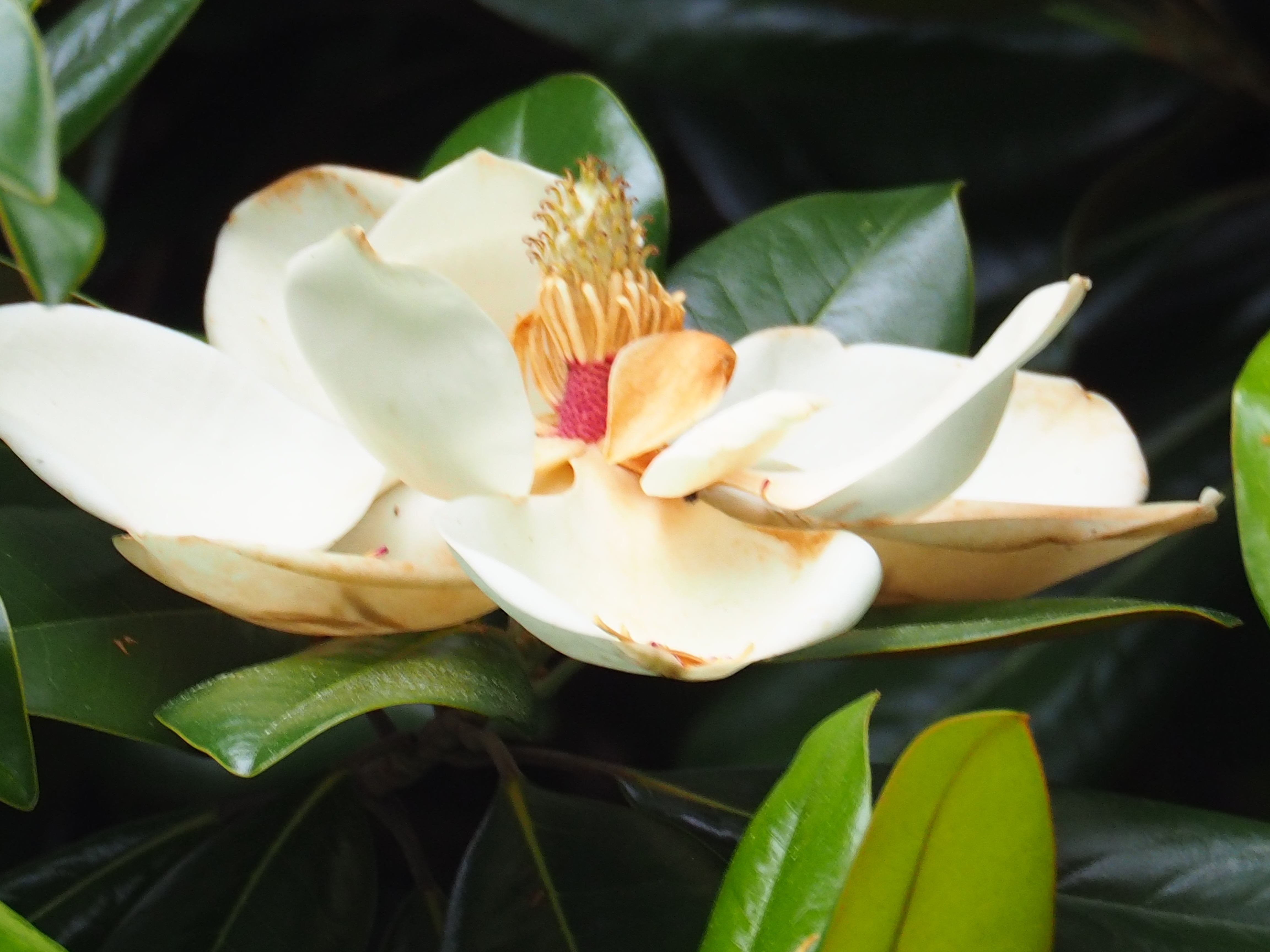 泰山木の花