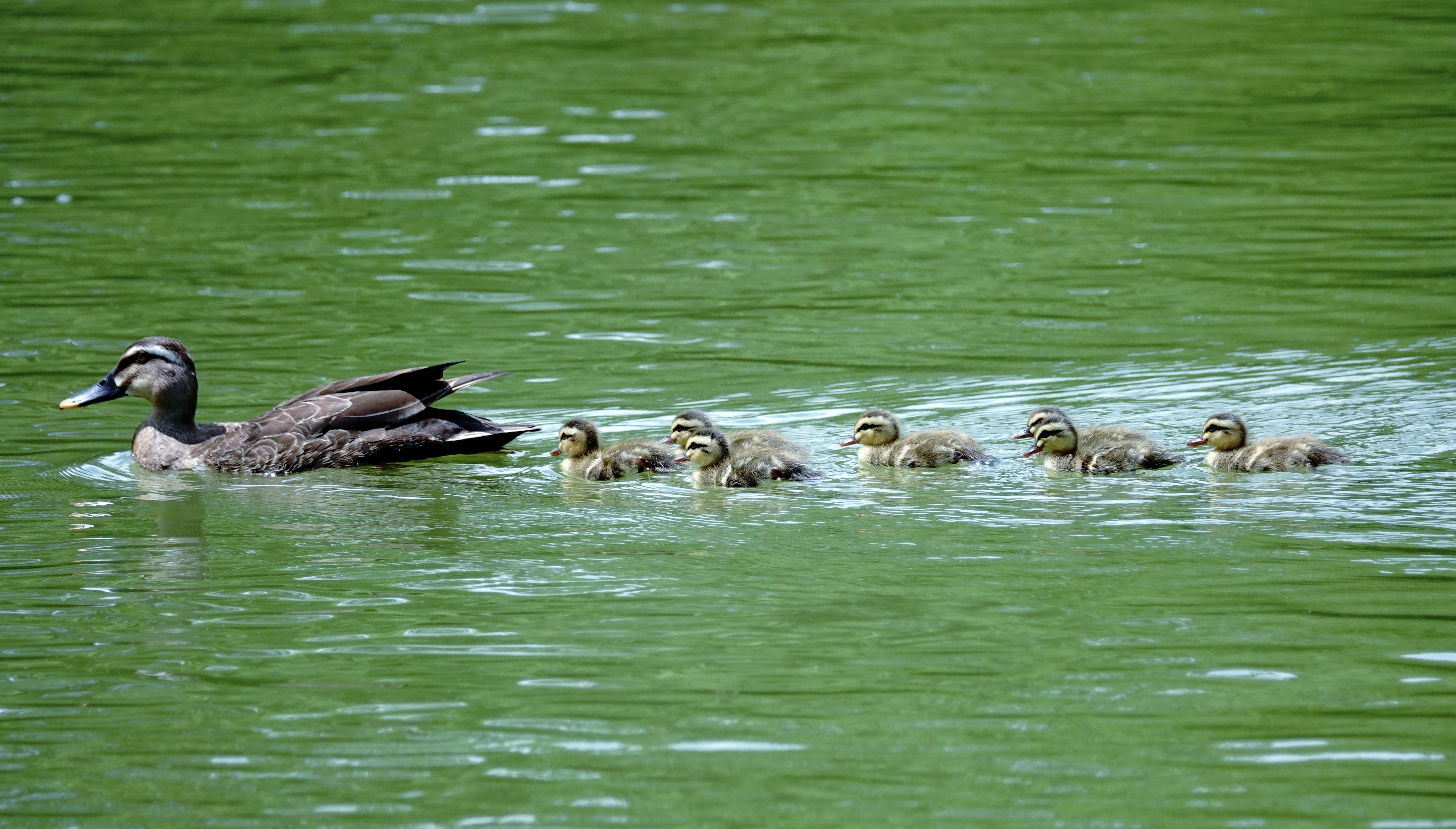 1日だけのお披露目