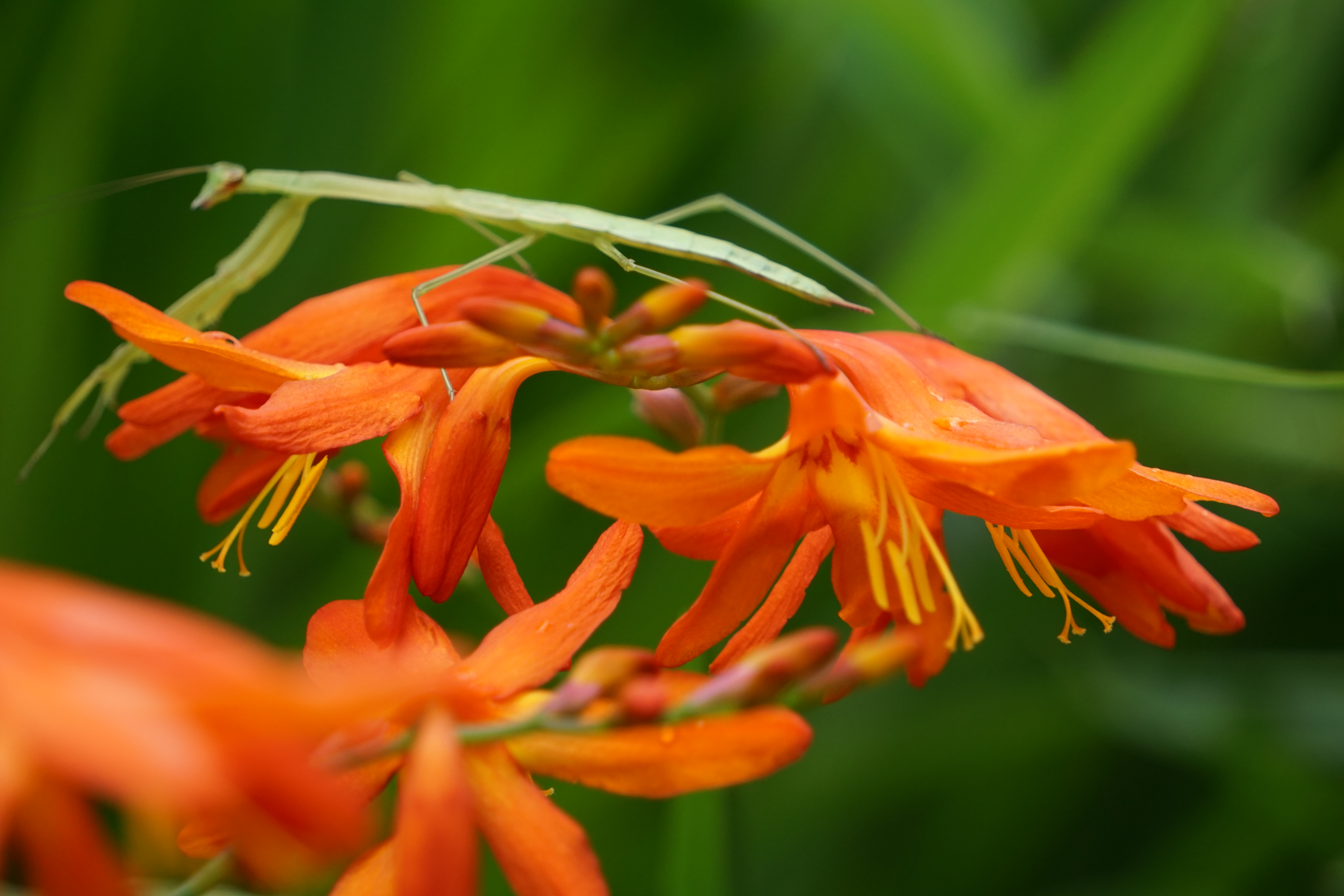 花とカマキリ