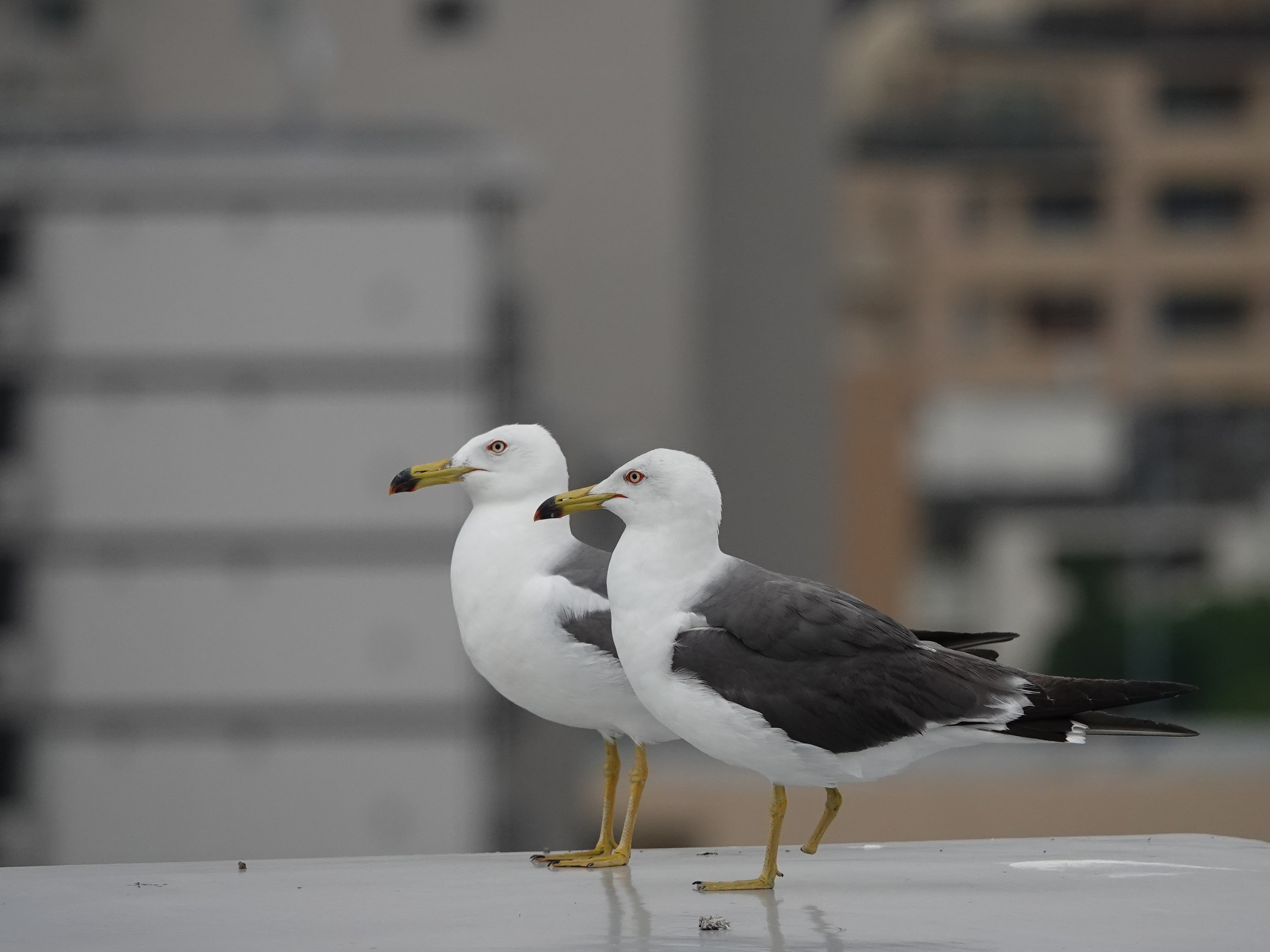 片足のウミネコ都会に生きる