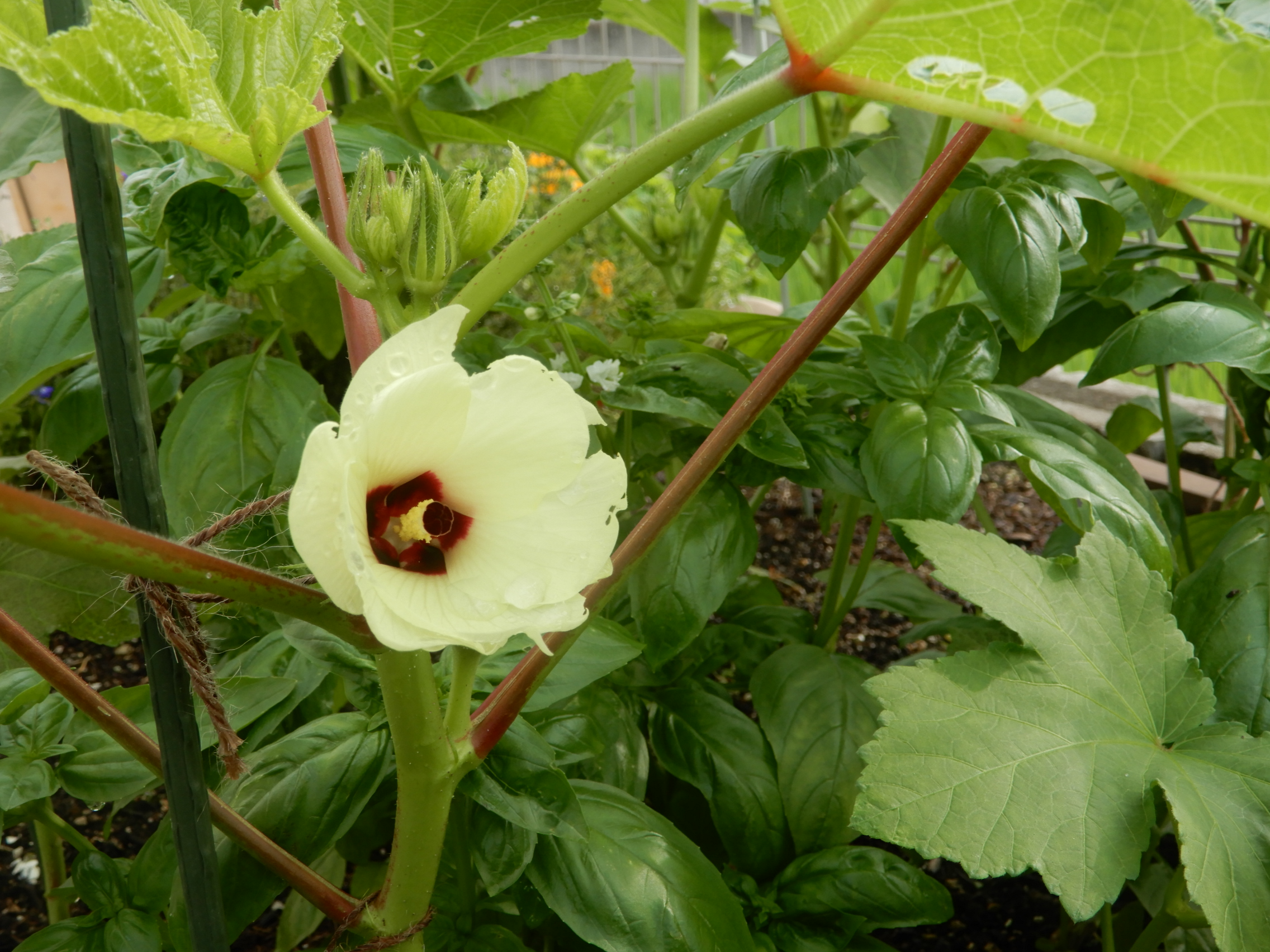 オクラの花