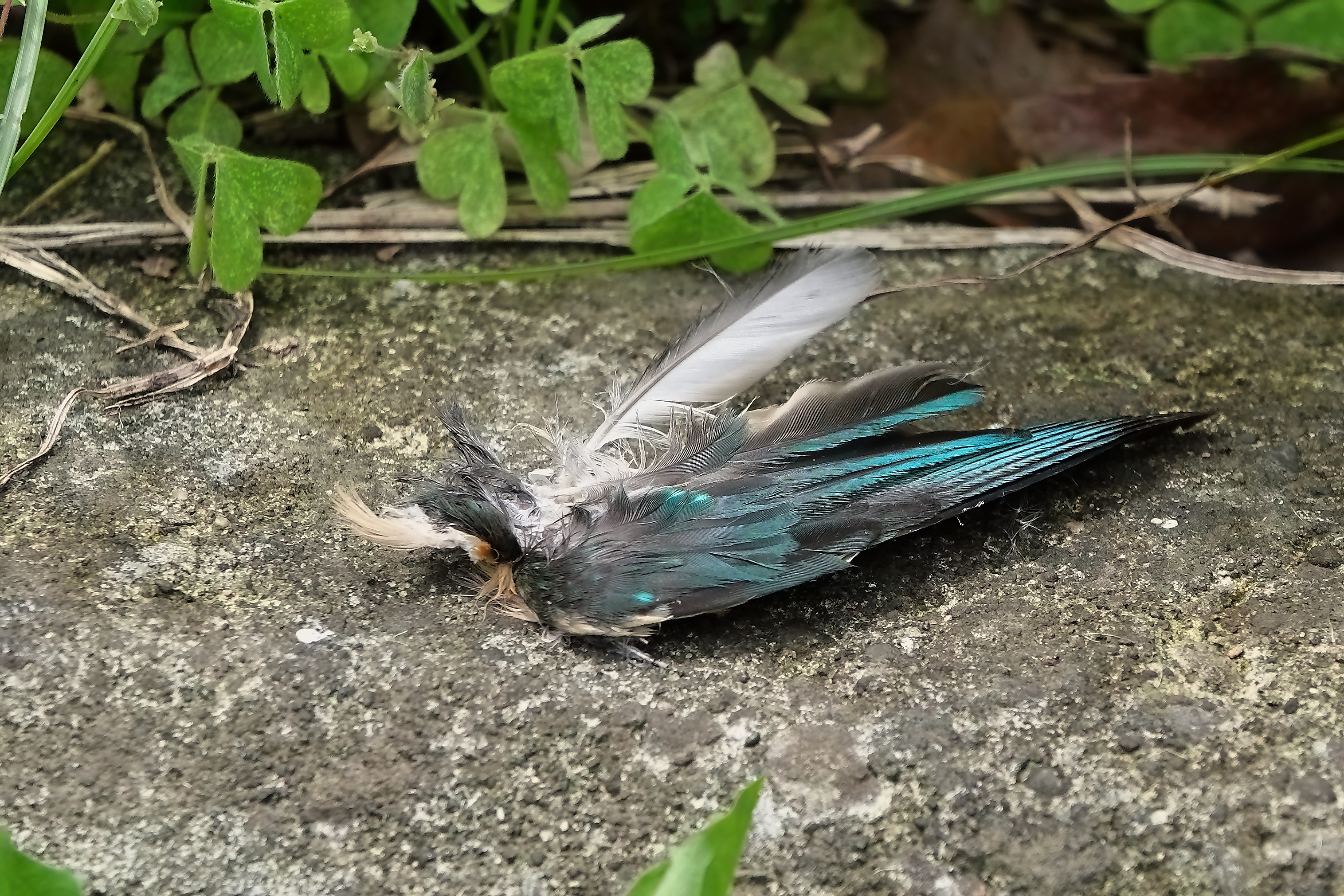 哀れ! 翡翠幼鳥