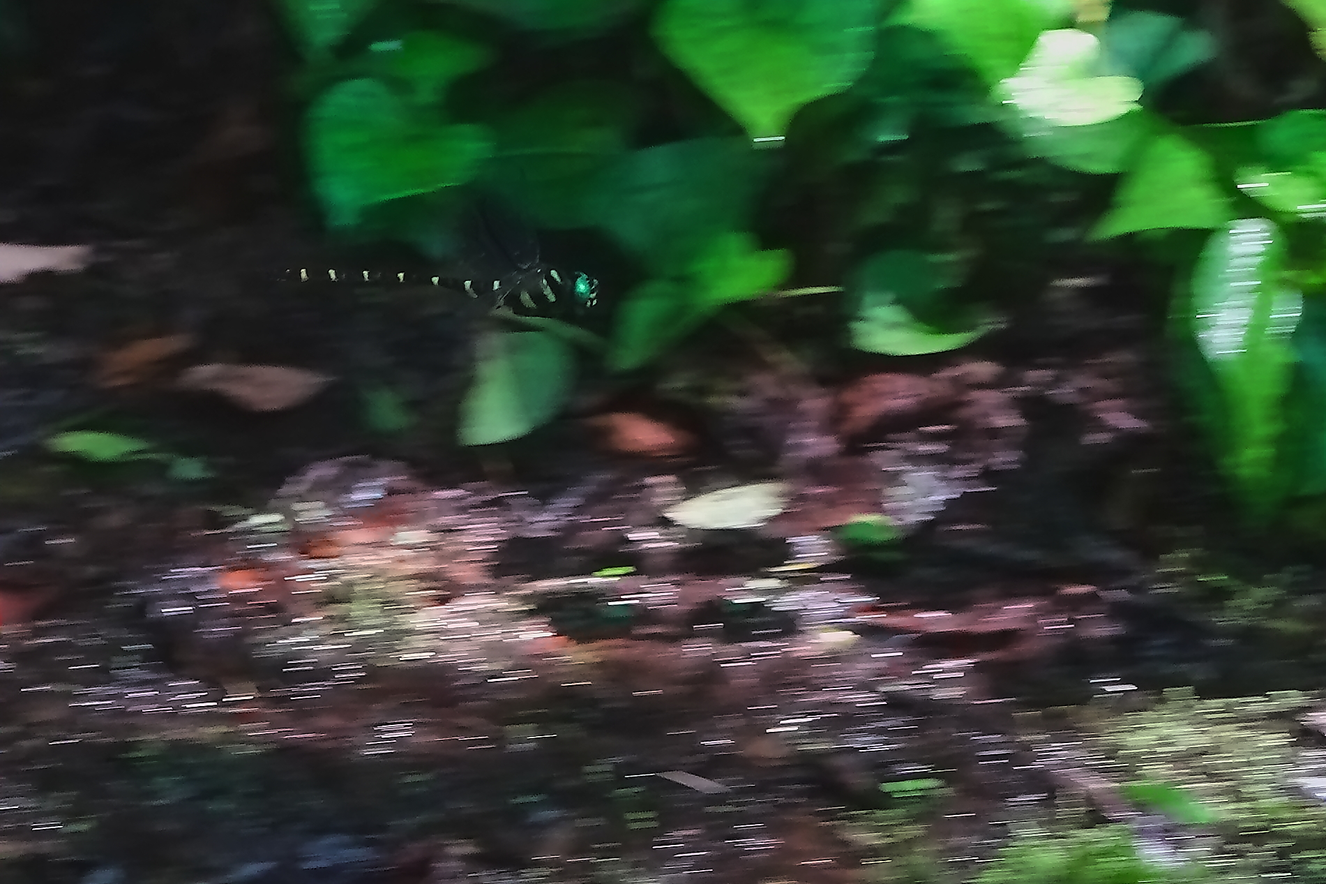 初撮りオニヤンマ飛翔