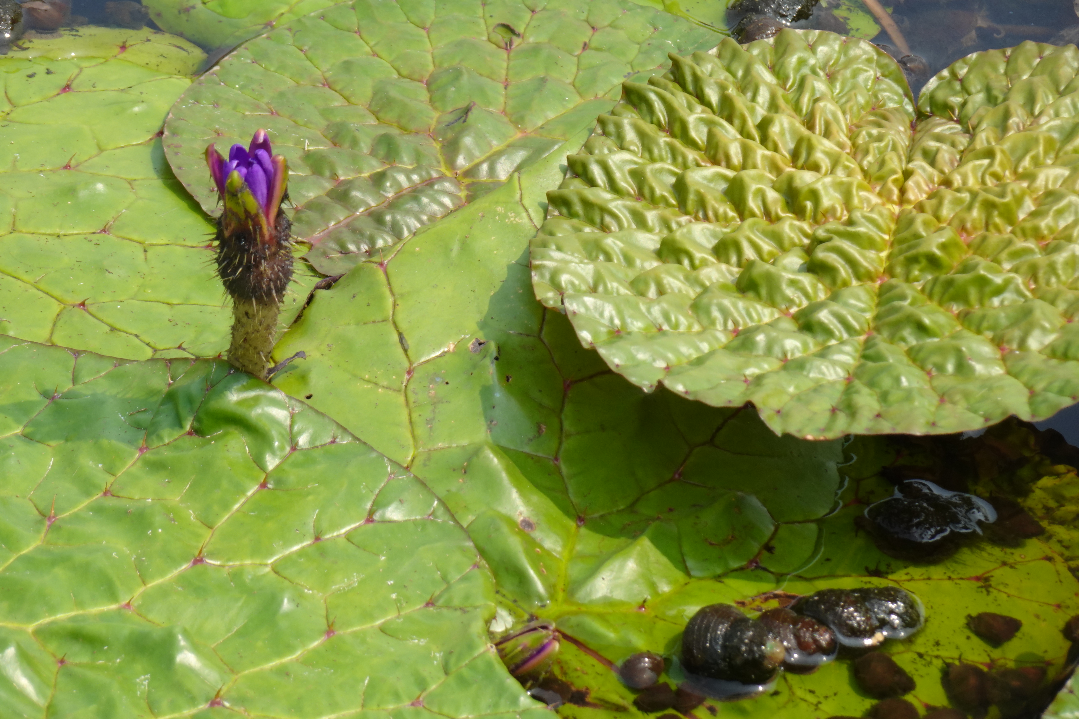 オニバスの花