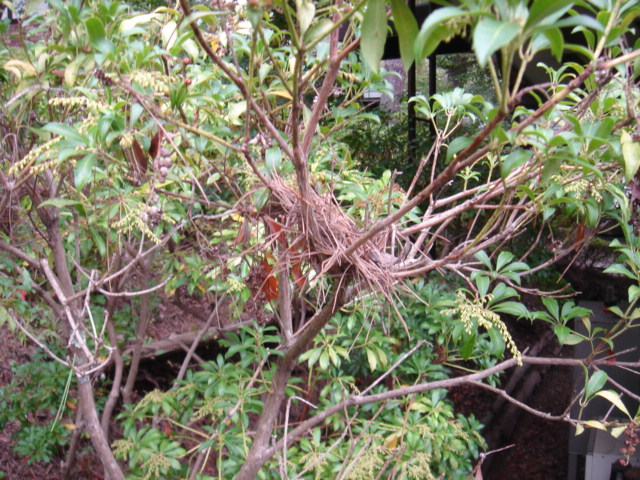鳥の巣
