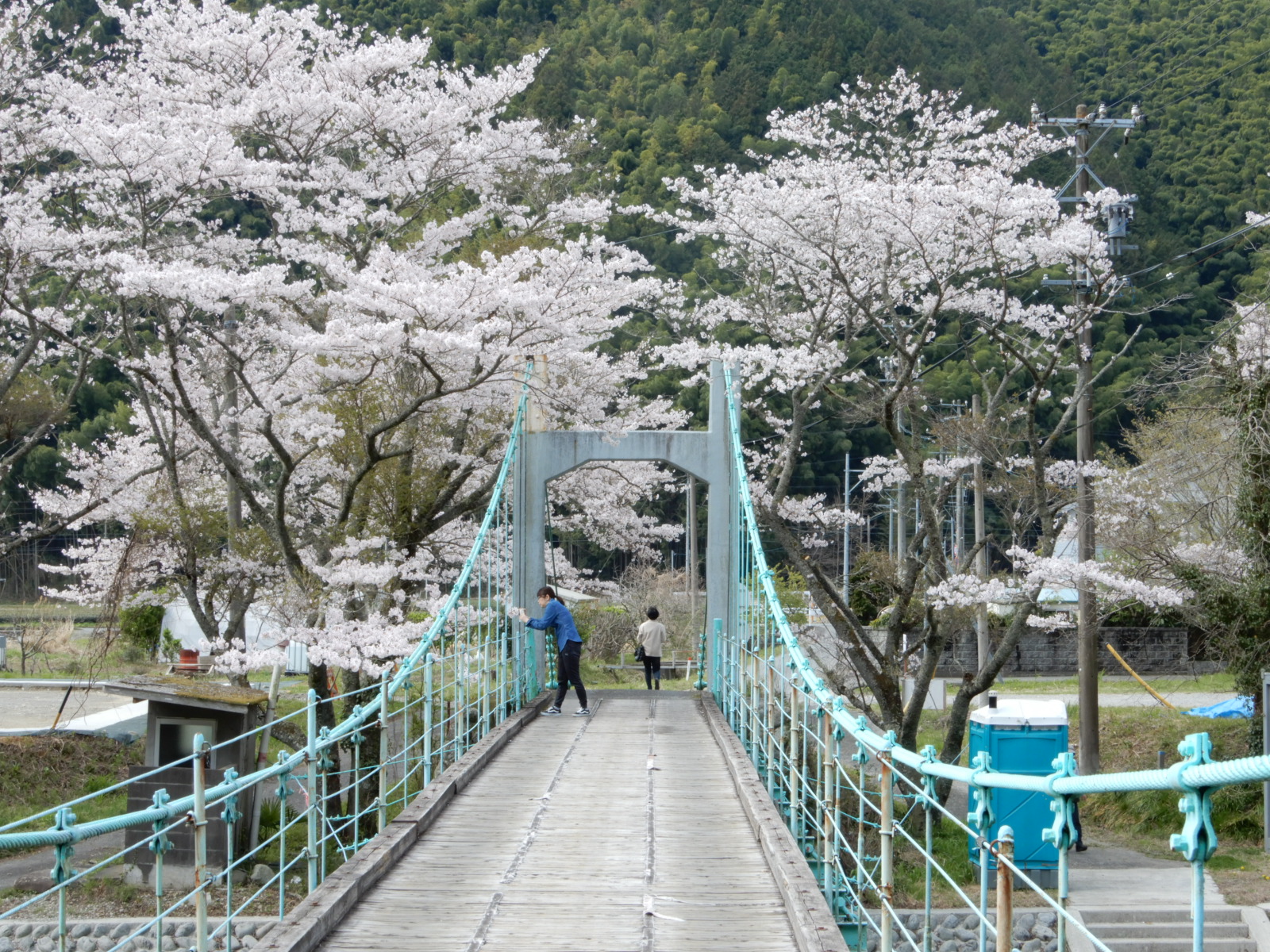 吊橋からの桜