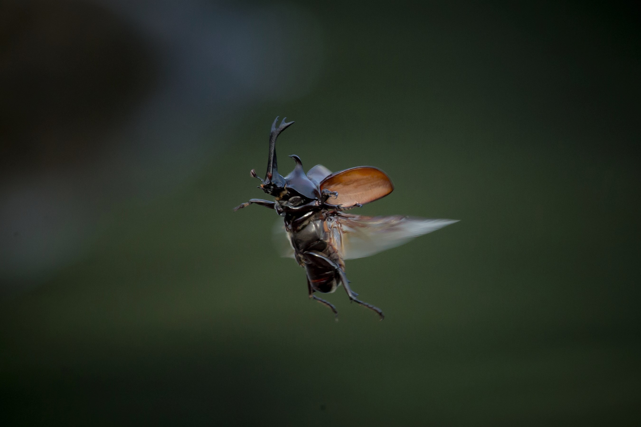 カブトムシの飛翔