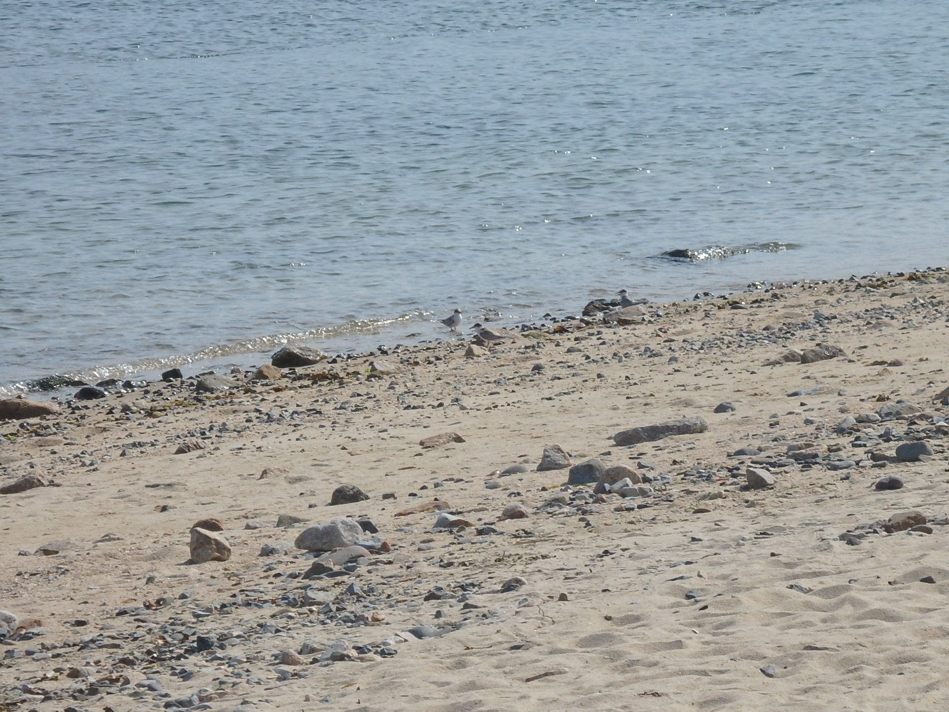 海辺の旅鳥