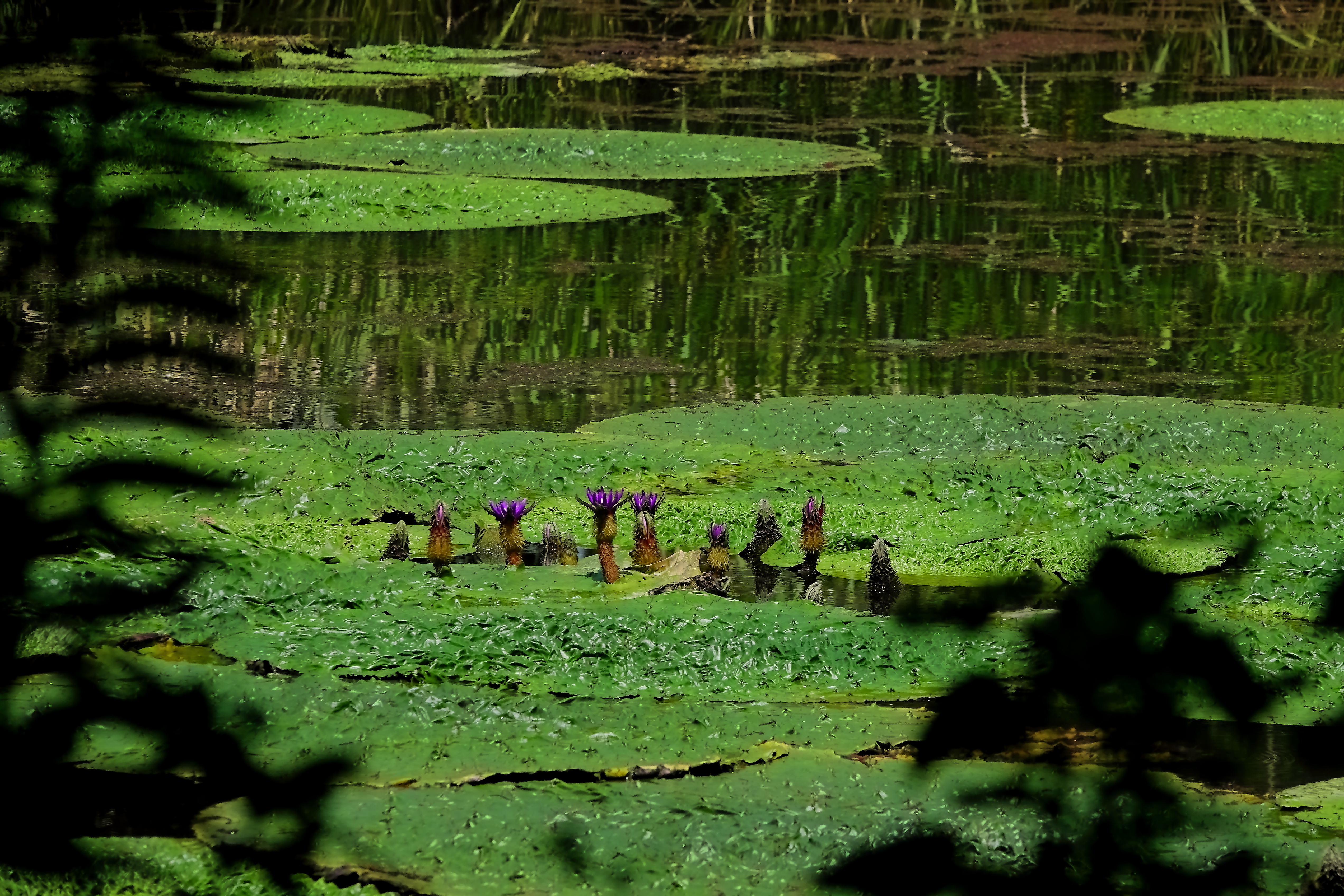 オニバスの咲く池