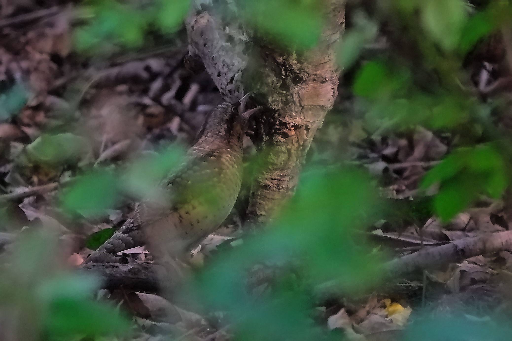 早やアリスイ、捕食中