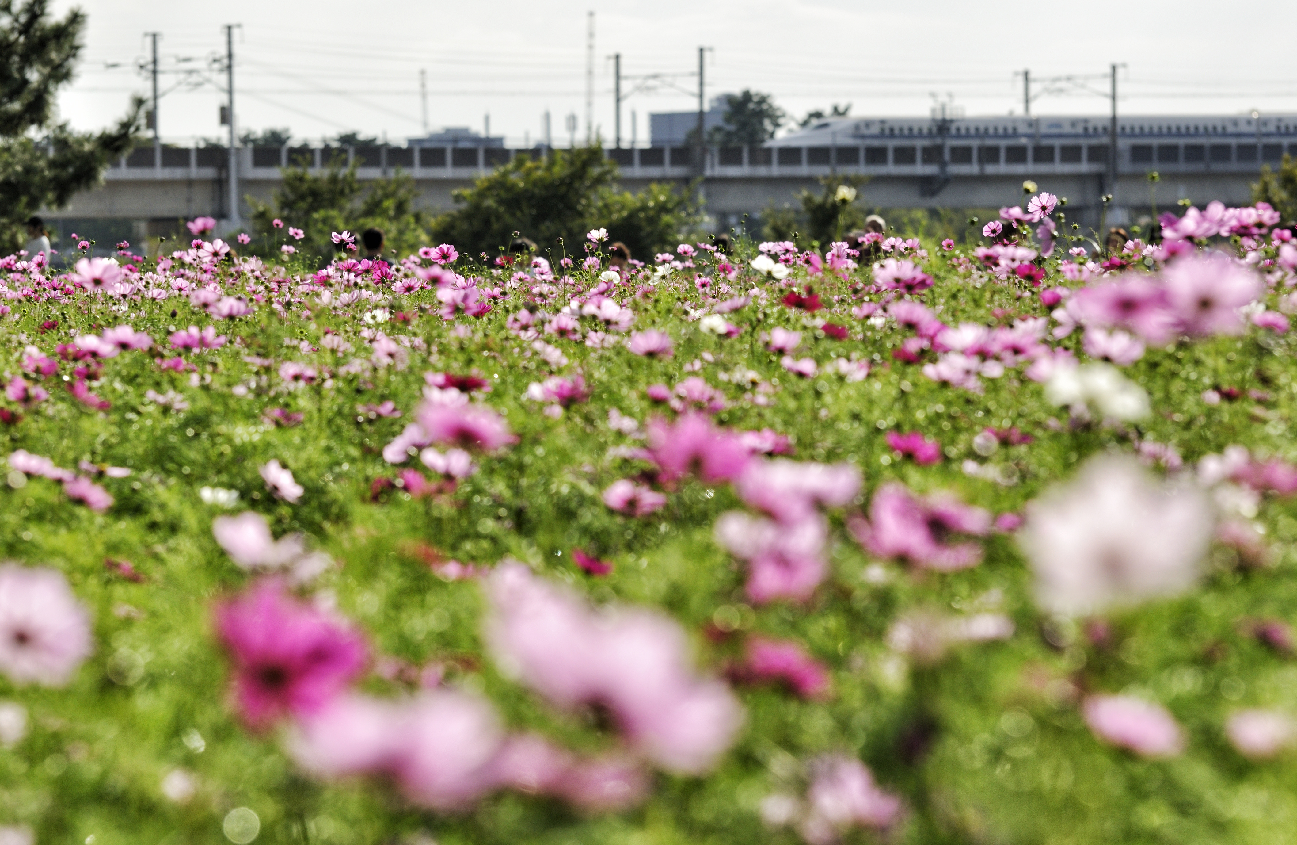 コスモスが彩る景色。