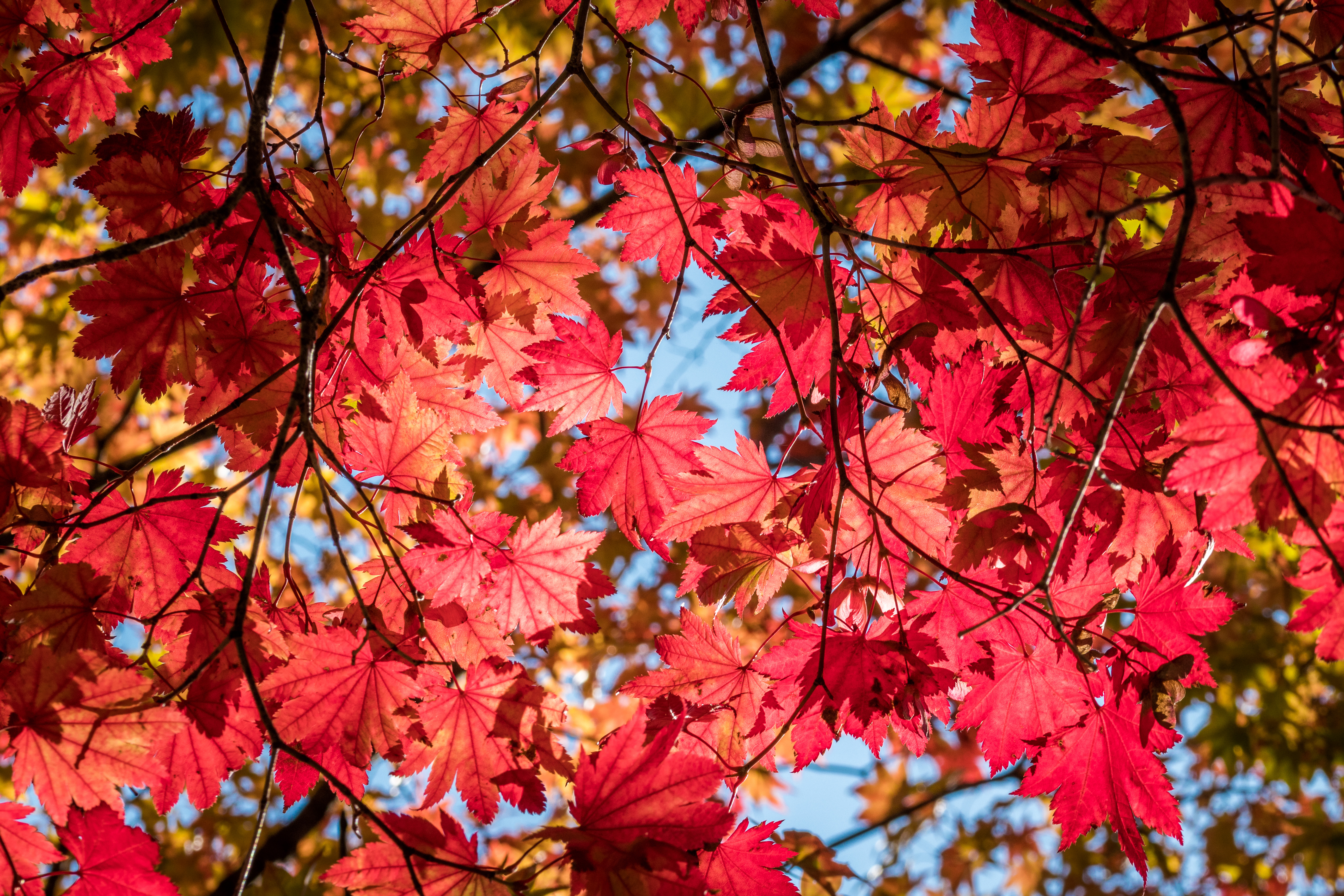 紅葉真盛