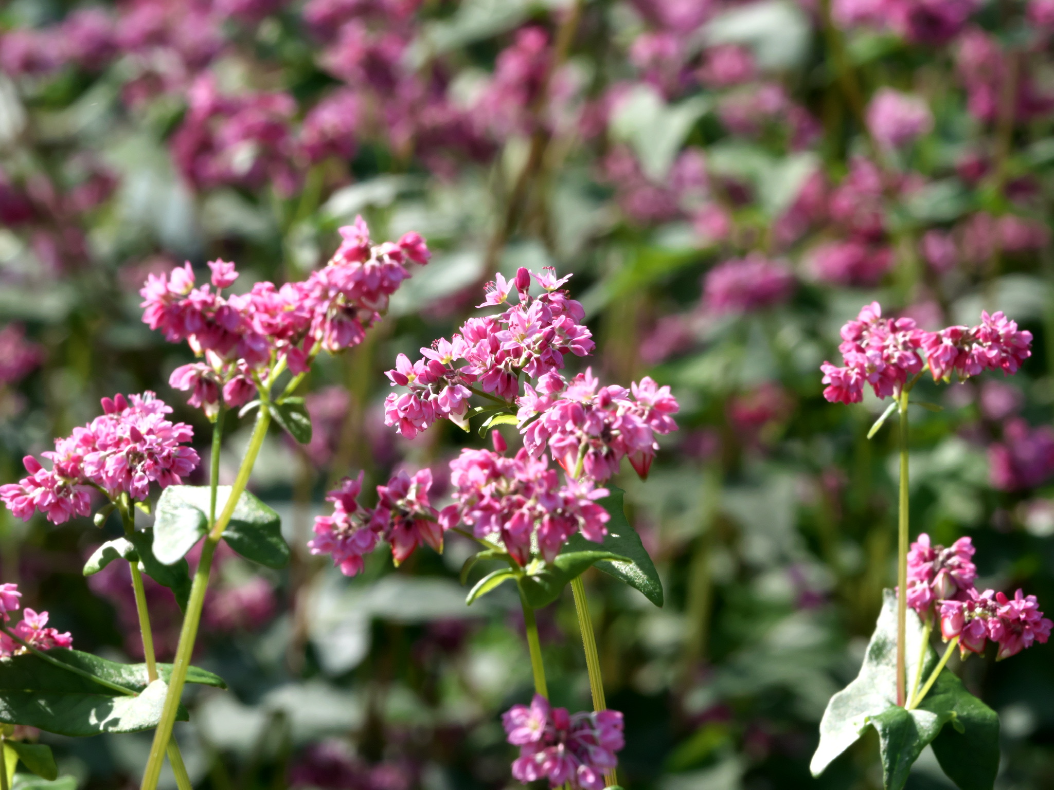 赤そばの花