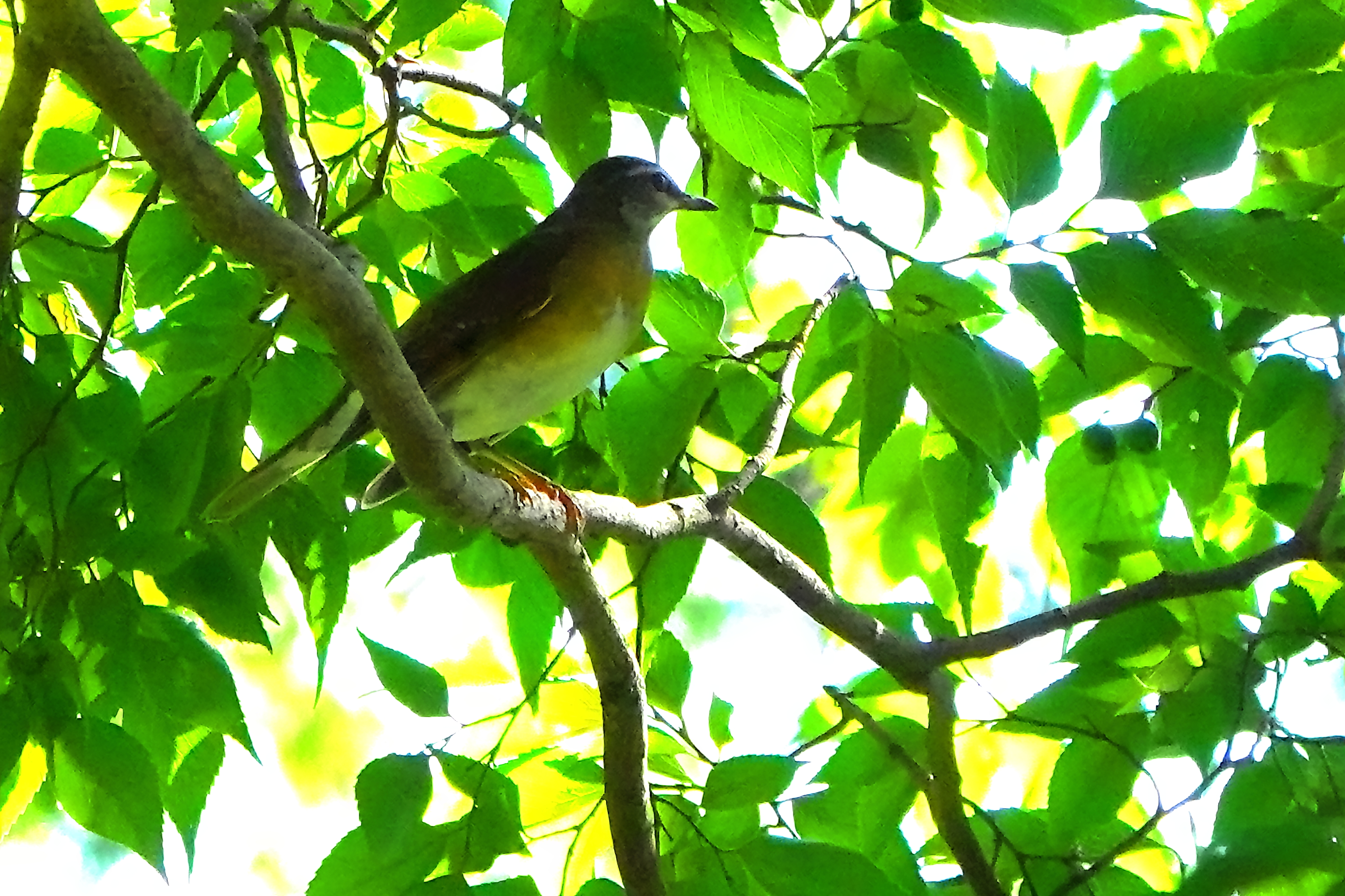 旅鳥マミチャジナイ