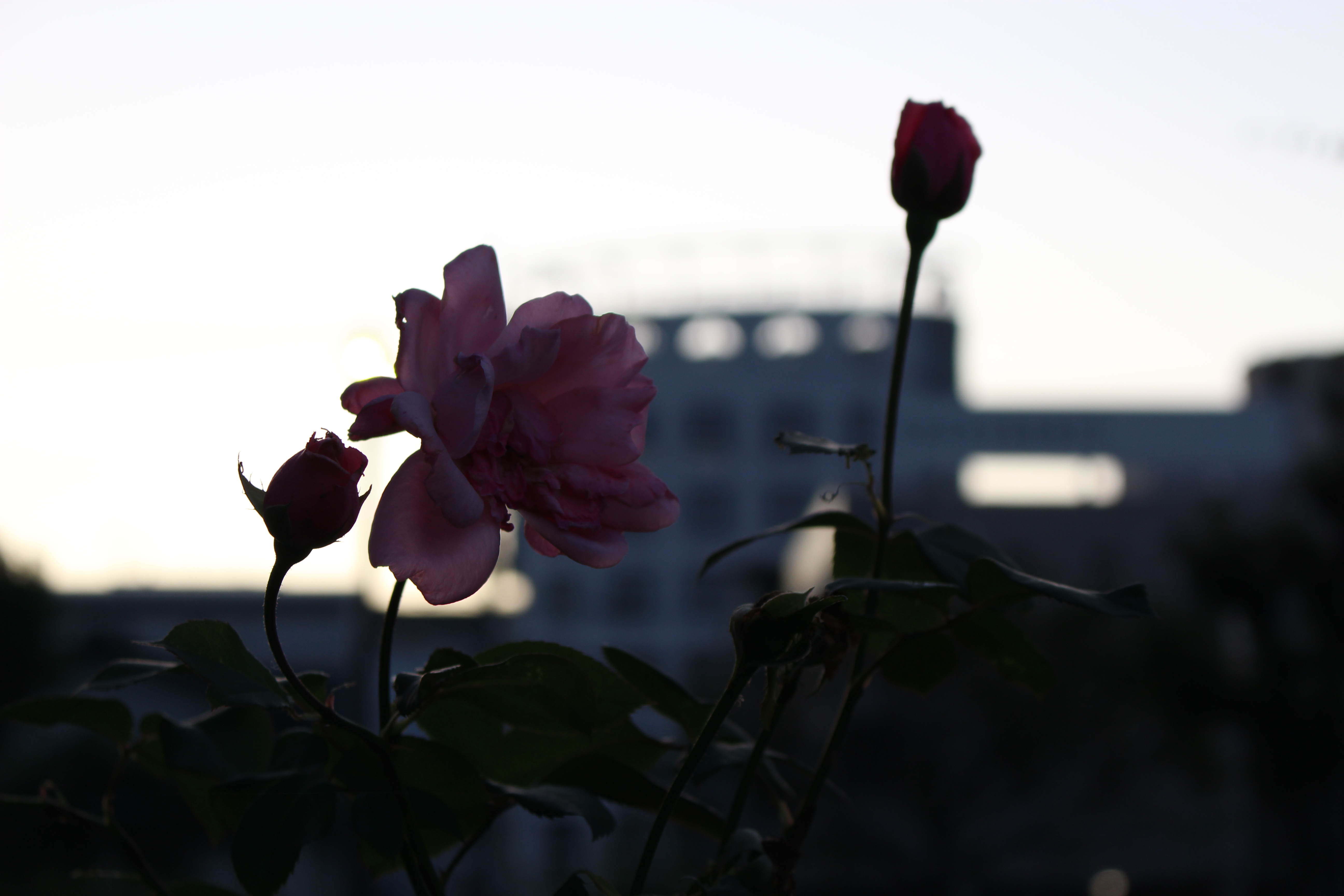 十月の花