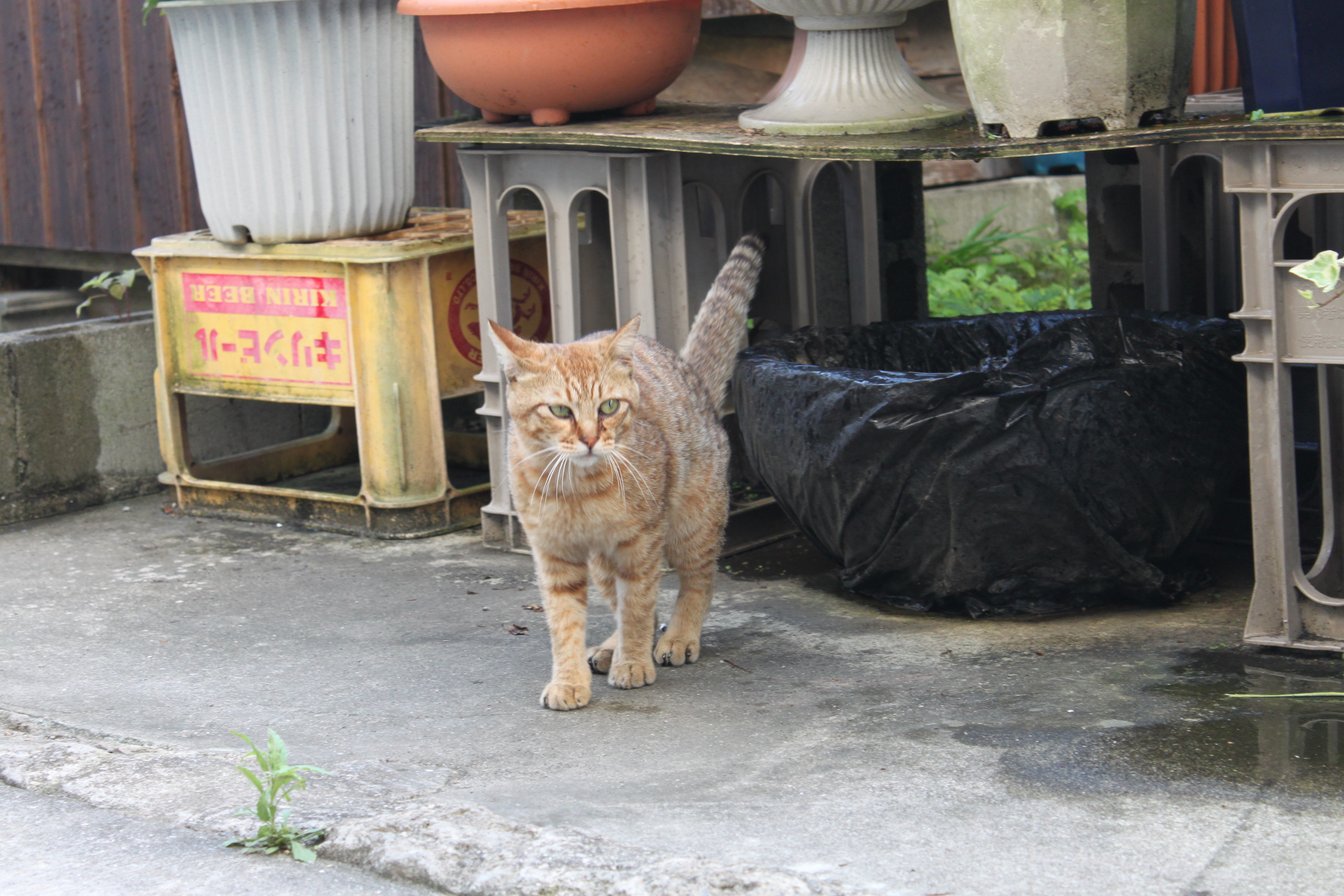アオイの家島ネコ歩き!