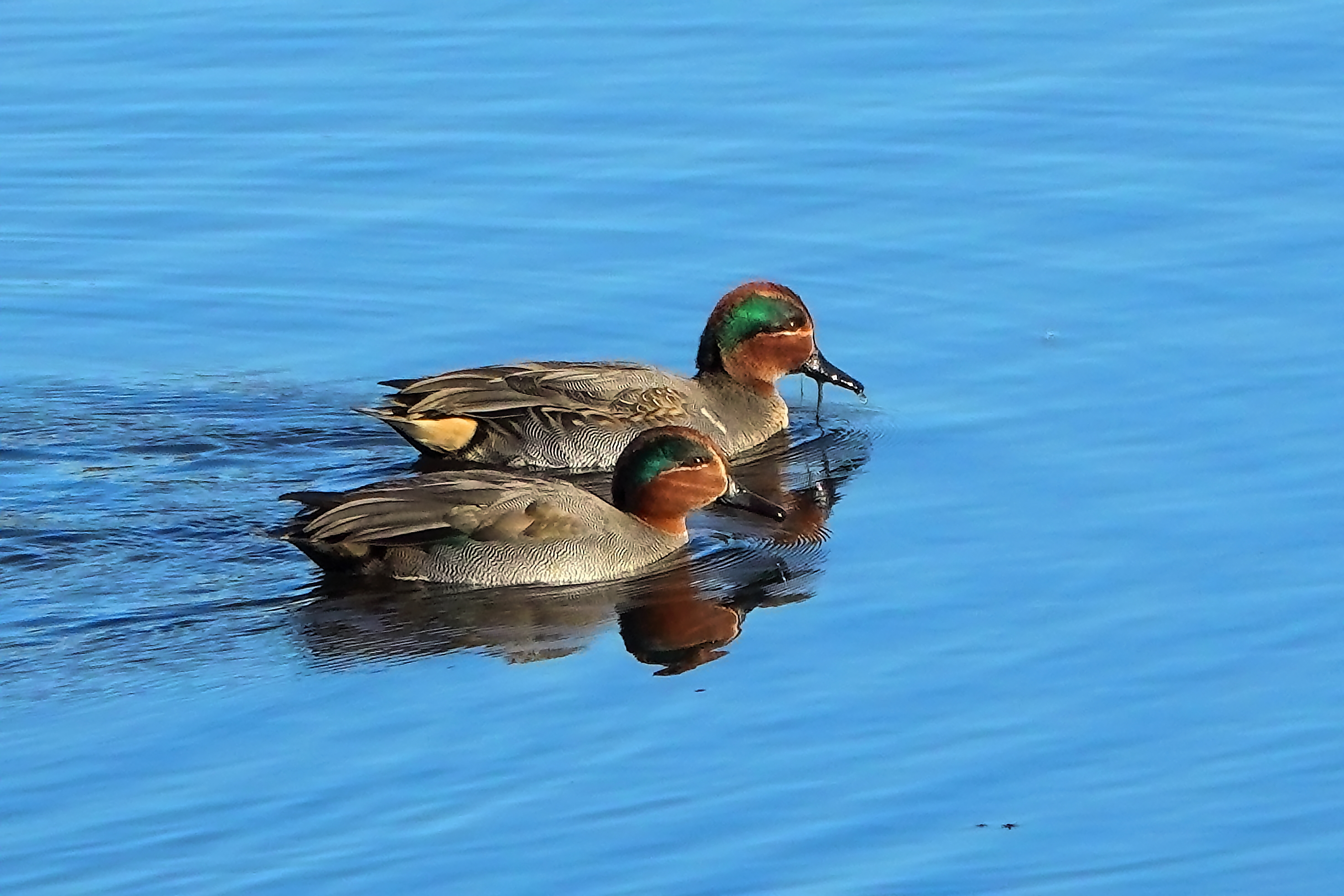 珍鳥アメリカコガモ
