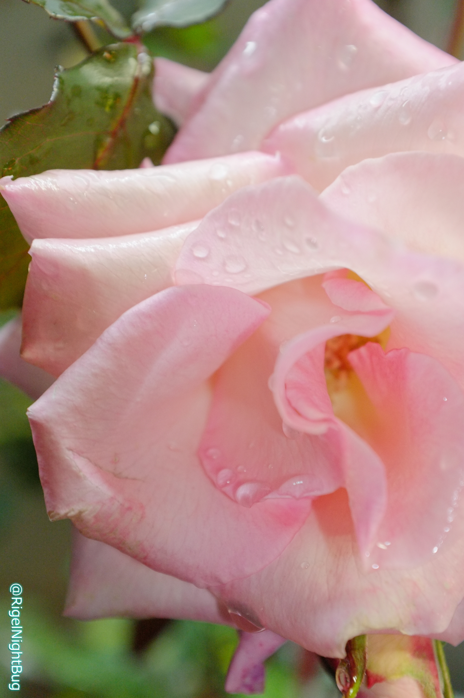 冬の薔薇