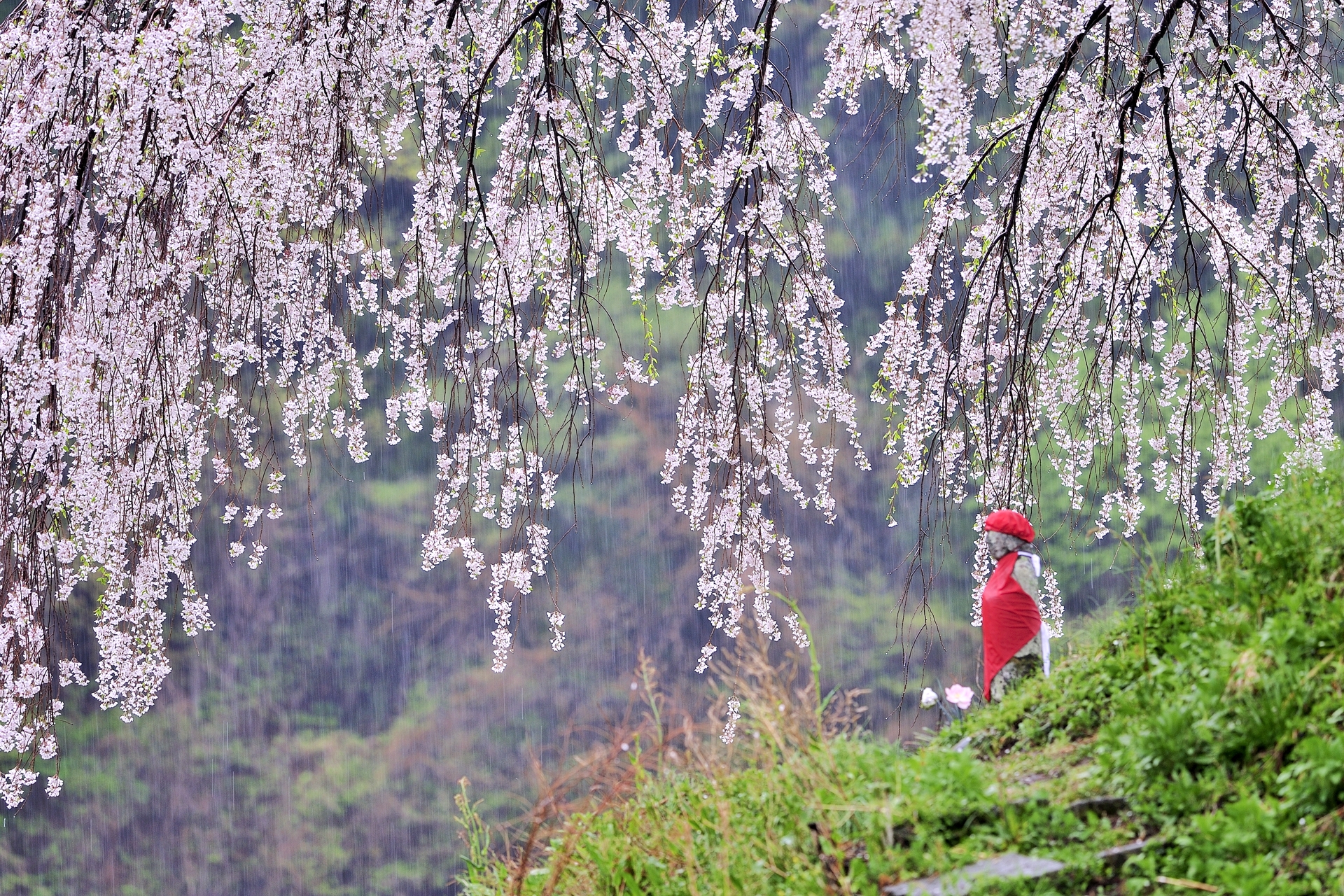 季節が違うが暖冬だと咲いちゃう?」