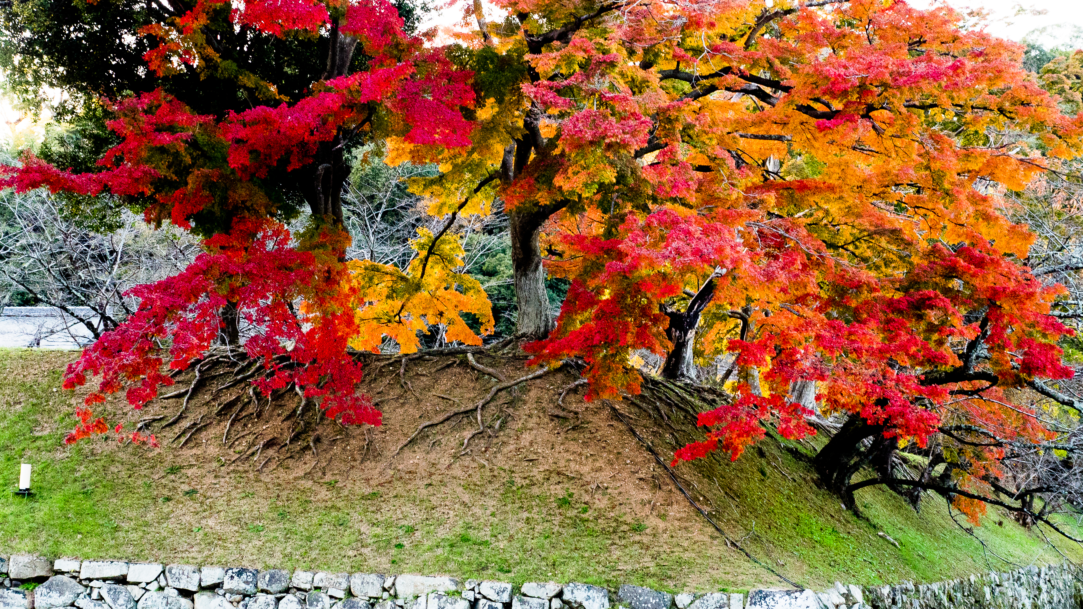 紅葉の根性