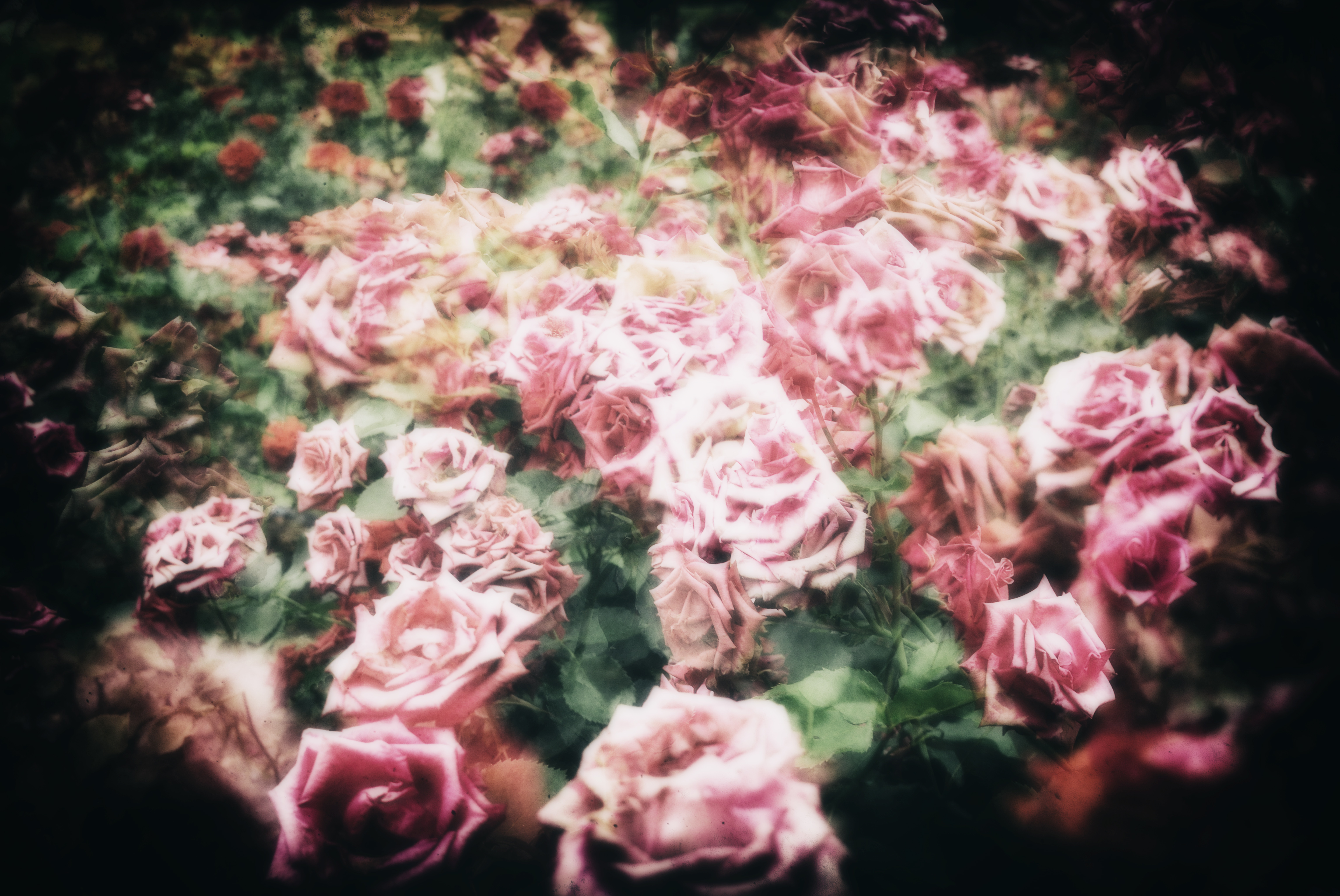 スポットライトを浴びても冷たく静かに薔薇で終わる。。。