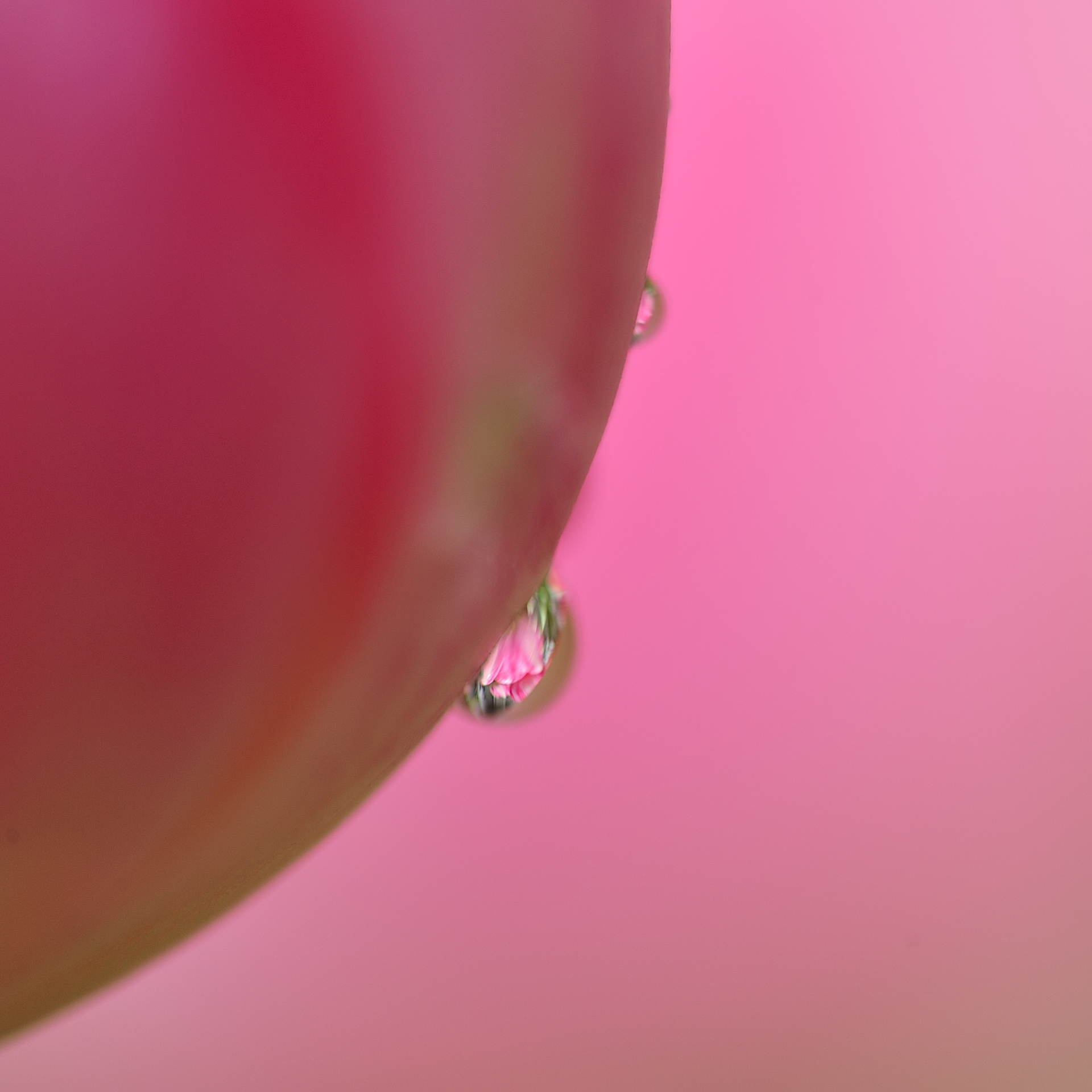 花マクロ