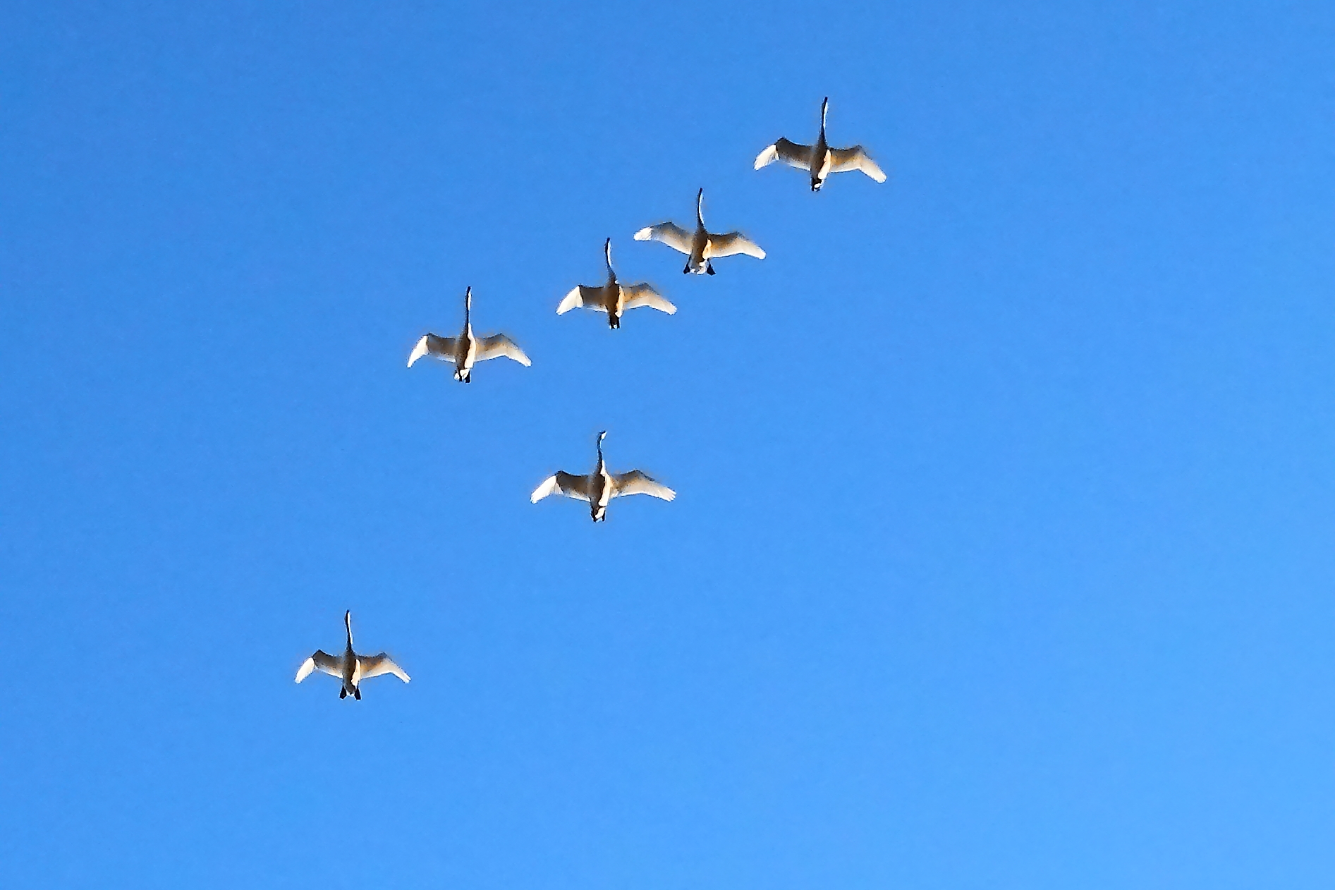 頭の上を飛ぶ大白鳥